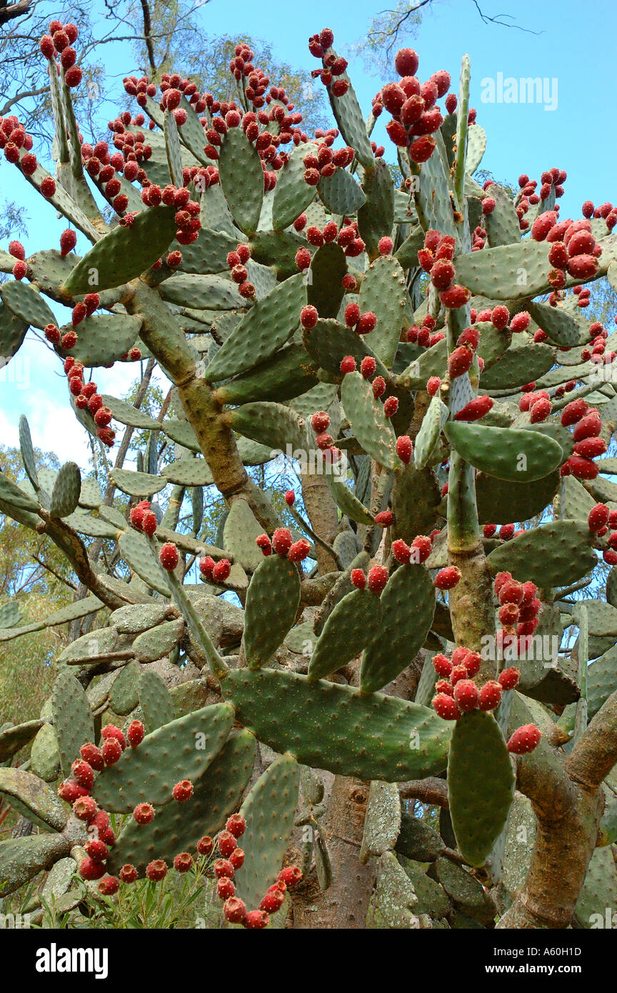 Prickly pear Opuntia ficus indicus cactus species bearing edible fruit Stock Photo