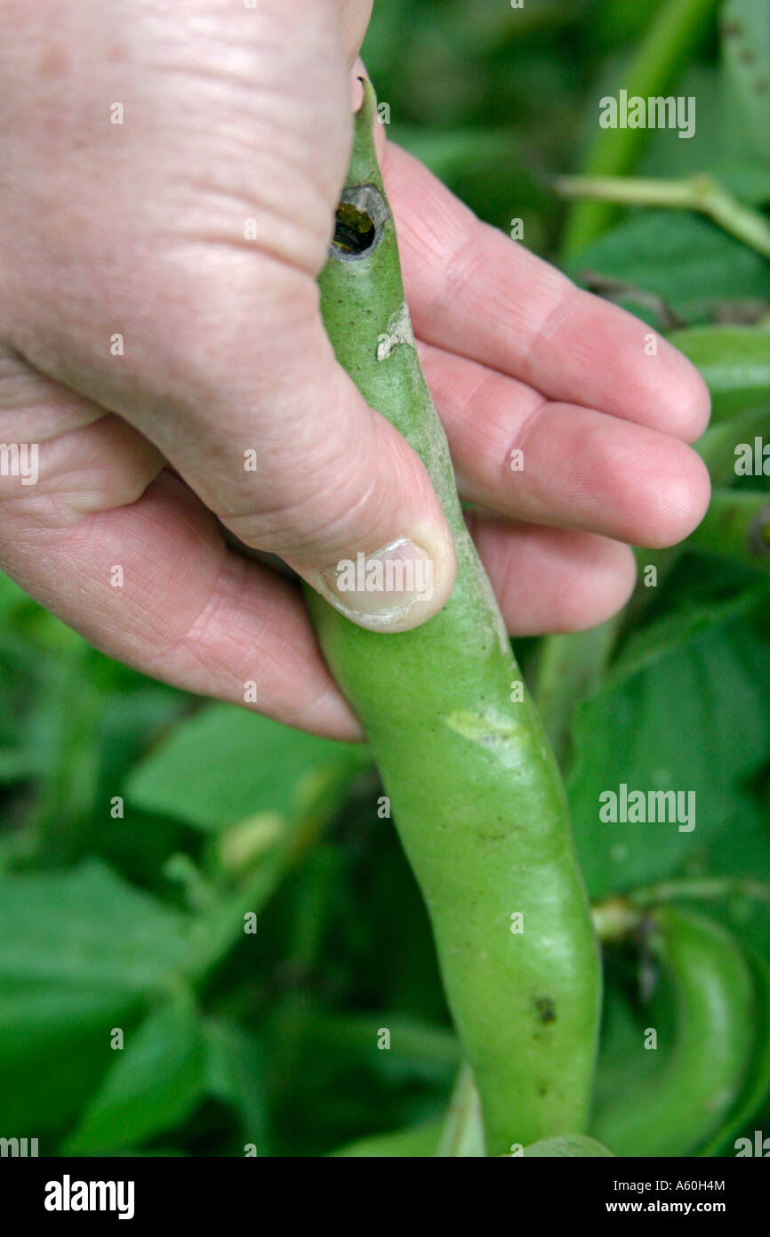 Broad bean harvesting picking hi-res stock photography and images - Alamy