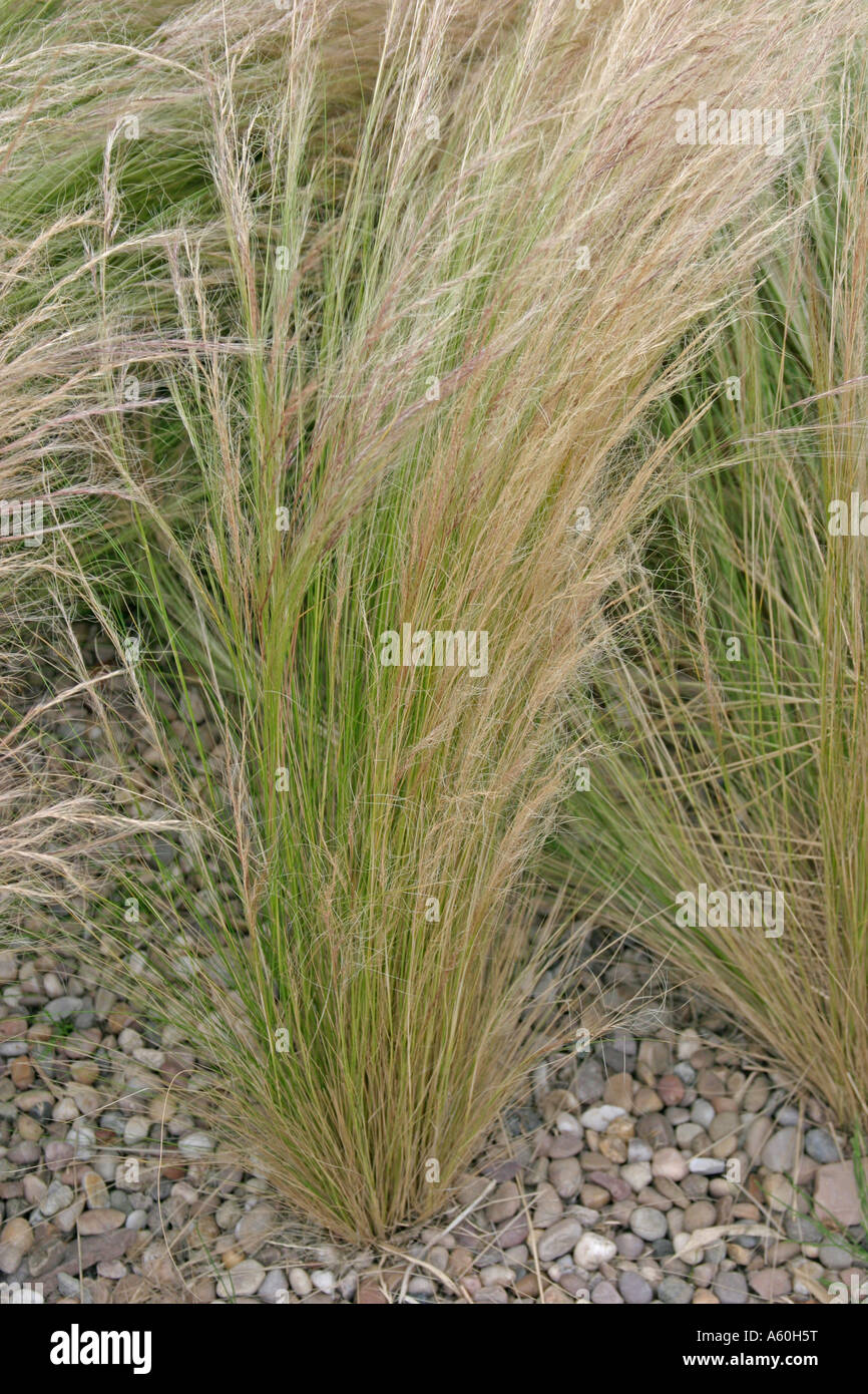 Ornamental grass Stipa tenuissima growing through gravel Stock Photo