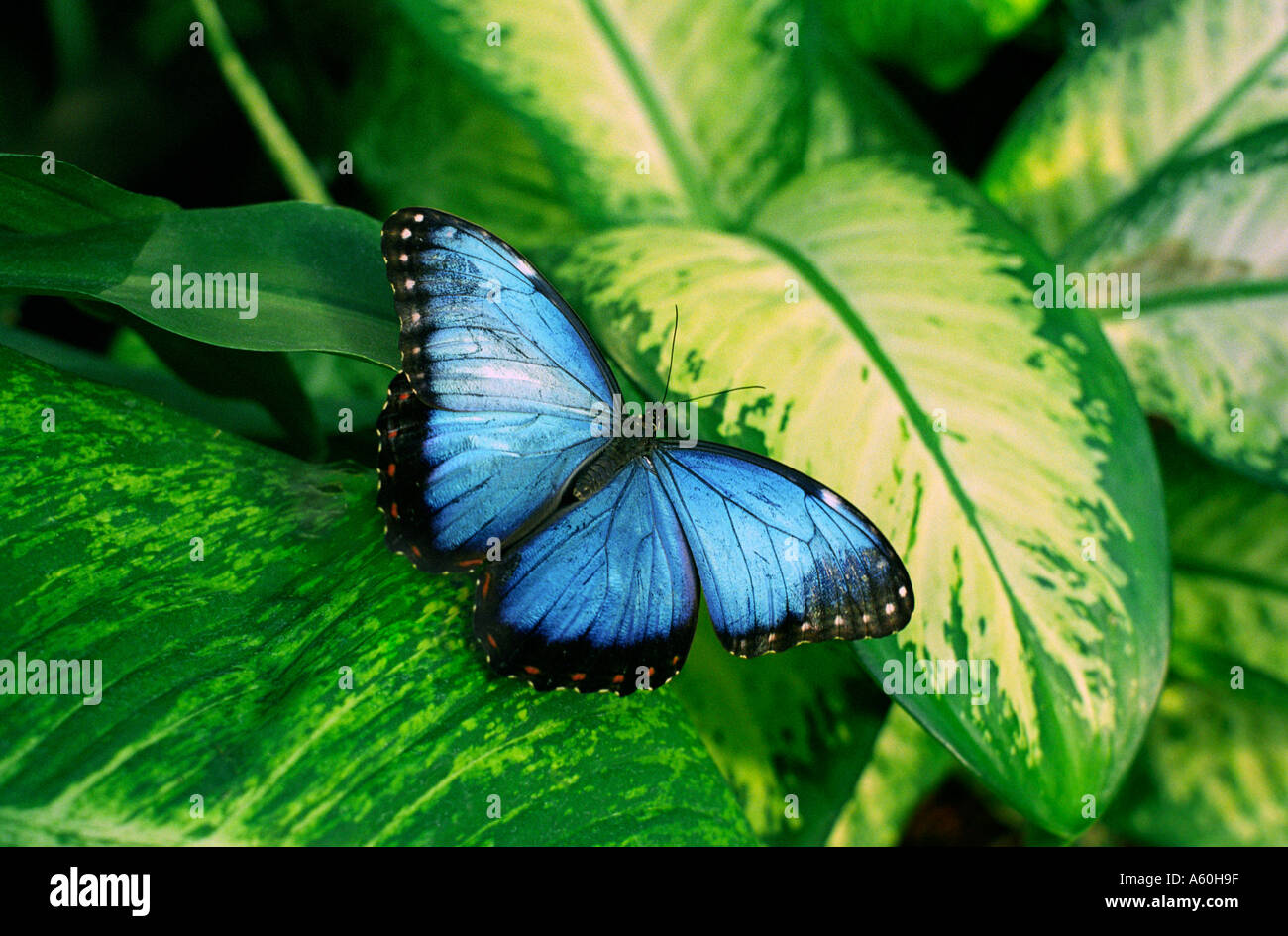 Blue butterfly morpho on leaf in exotic tropical situation Stock Photo