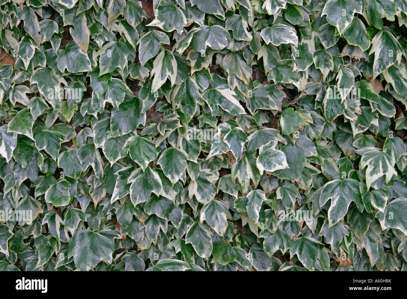 glücksfeder variegata Zamioculcas zamiifolia variegata (4 Leaves Cutting) main image 1