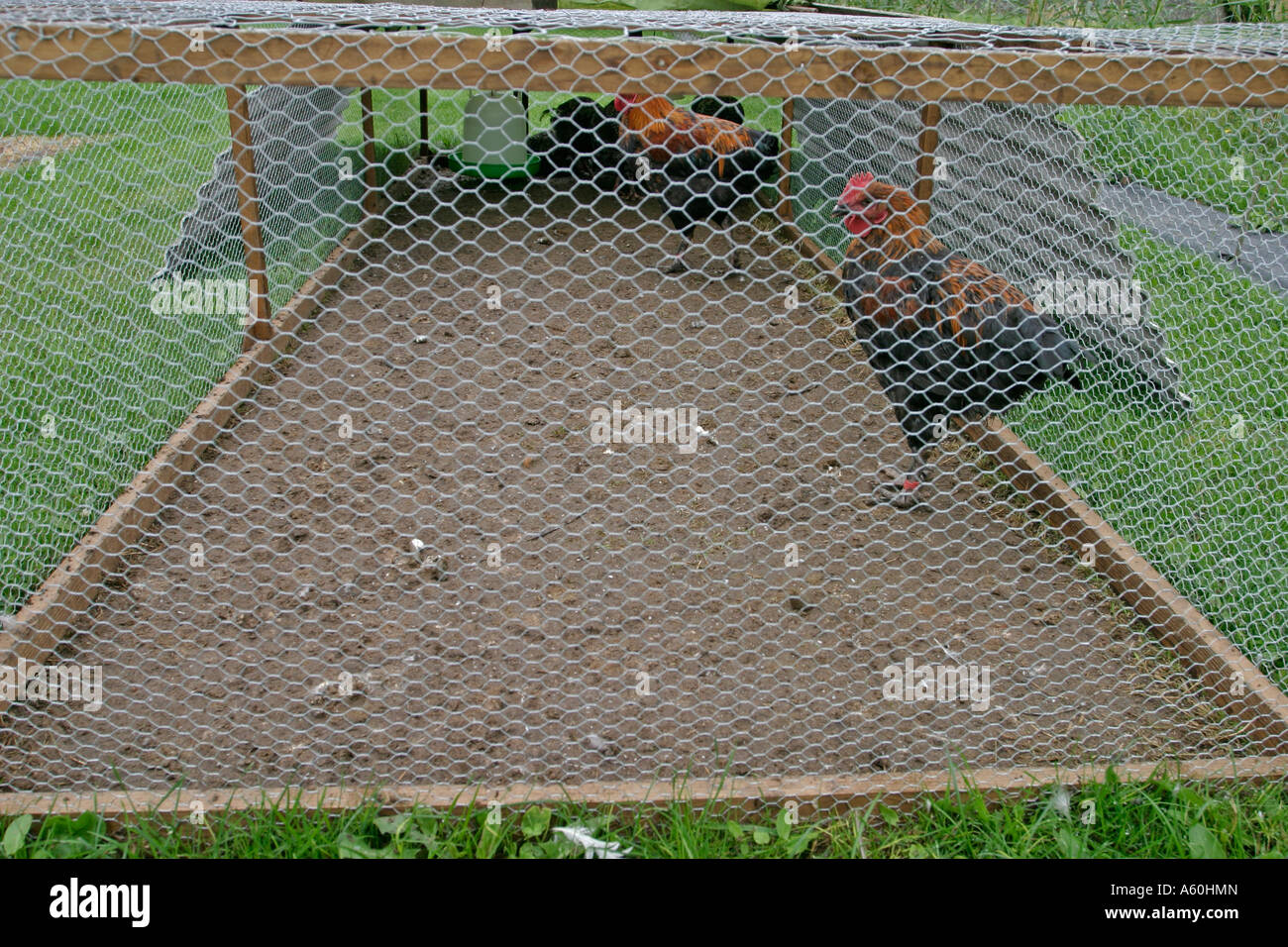 Chickens can be used to clear ground prior to planting Stock Photo Alamy