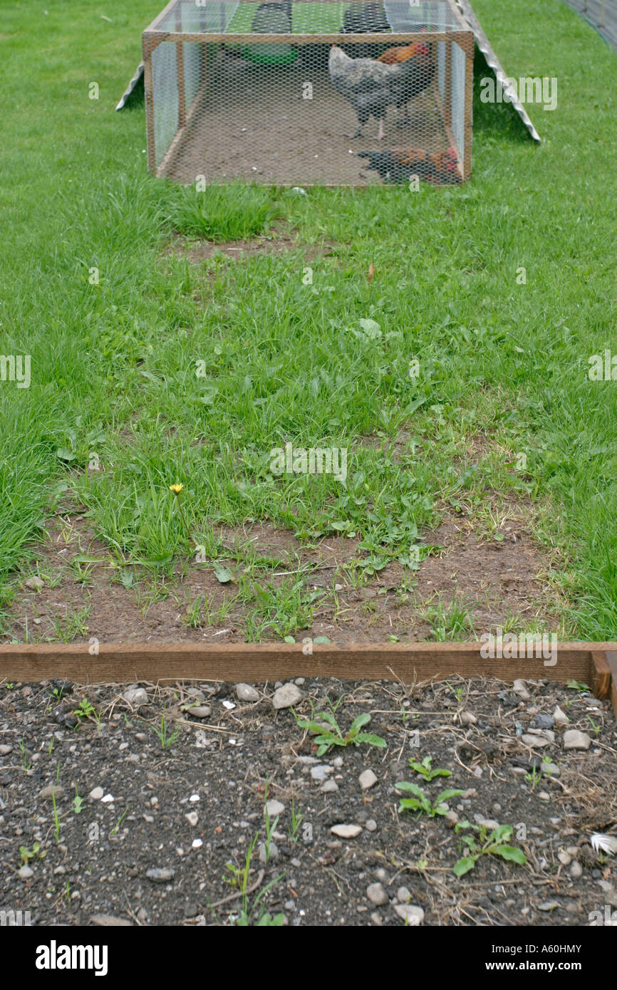 Chicken manure hires stock photography and images Alamy