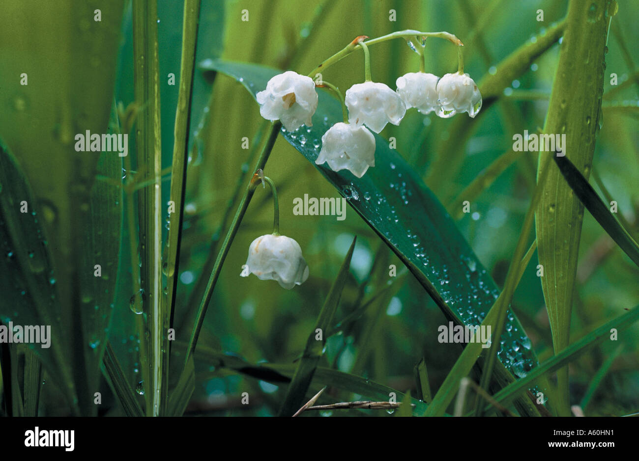 White lily valley flowers dew hi-res stock photography and images - Alamy