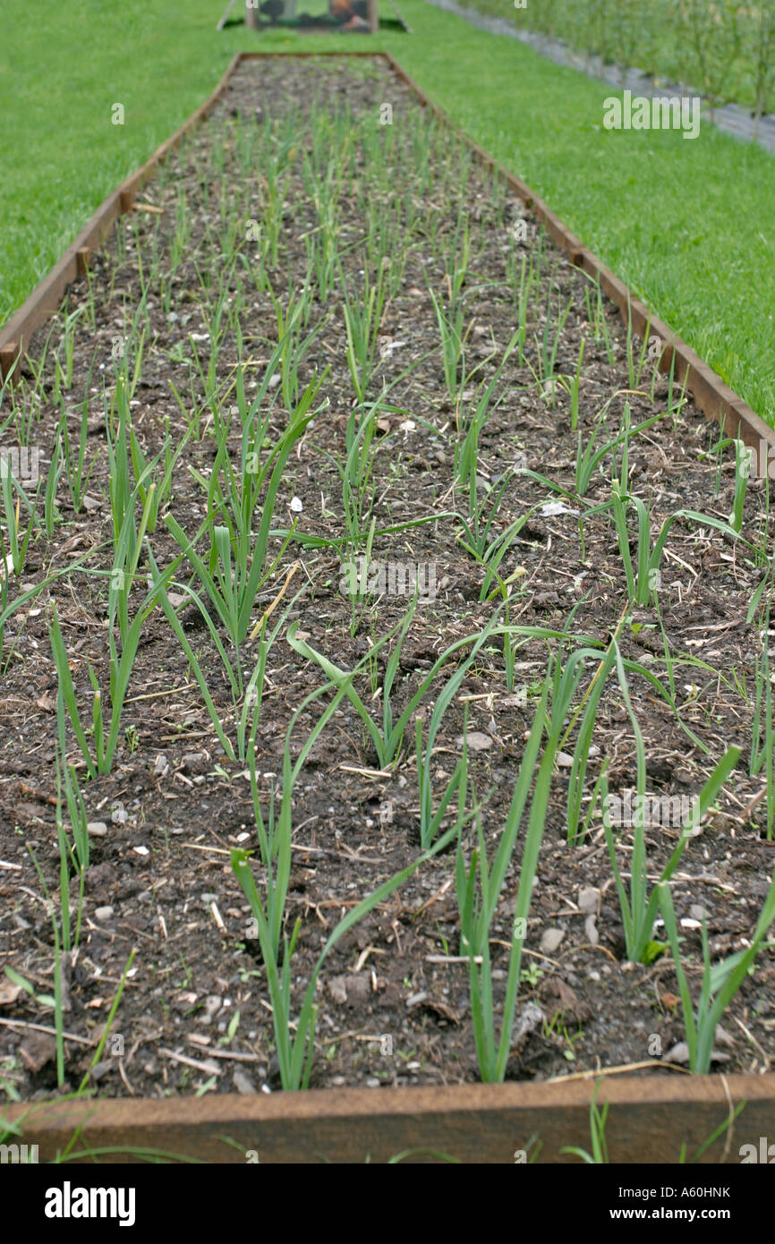 leeks growing in raised bed Stock Photo