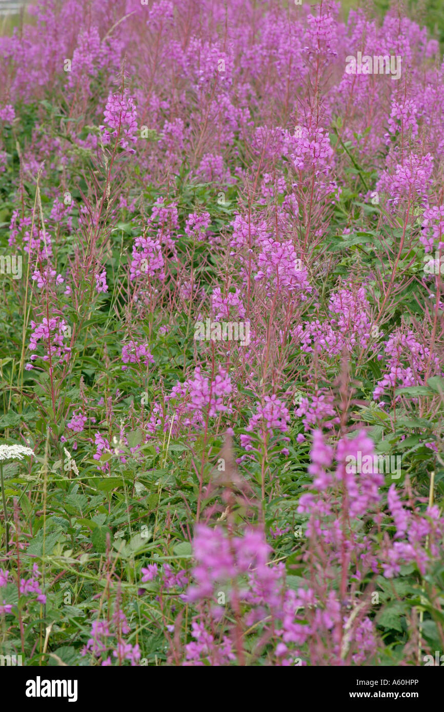 Rose bay willowherb plants in flower Stock Photo Alamy