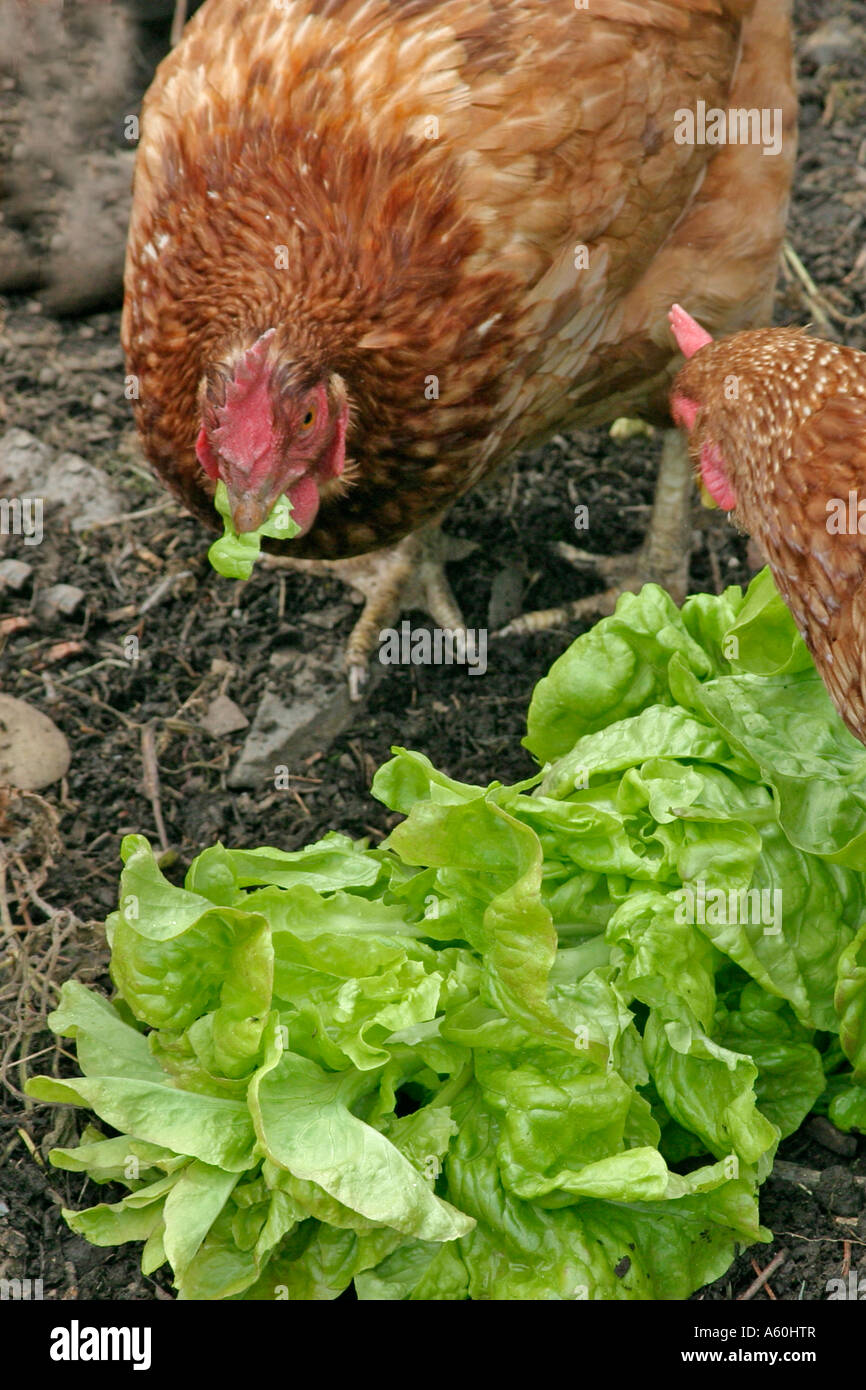 Chickens eat the tender green leaves from bolting lettuce Stock Photo