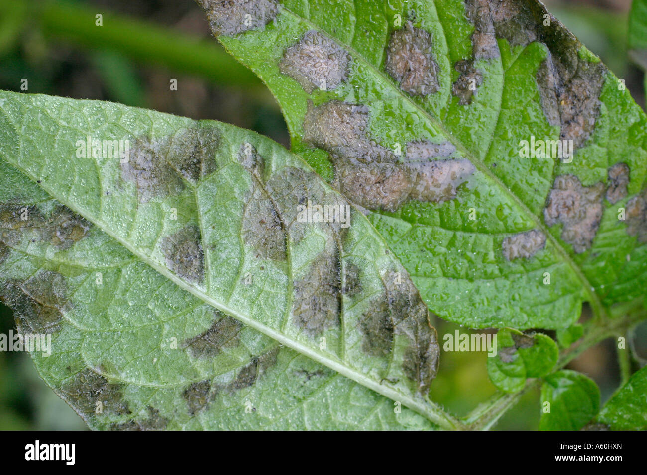 Potato leaf blight hires stock photography and images Alamy