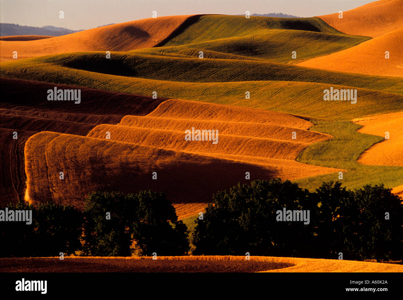 Early morning sun drenches the rolling wheatfields of southeastern Washington State Stock Photo