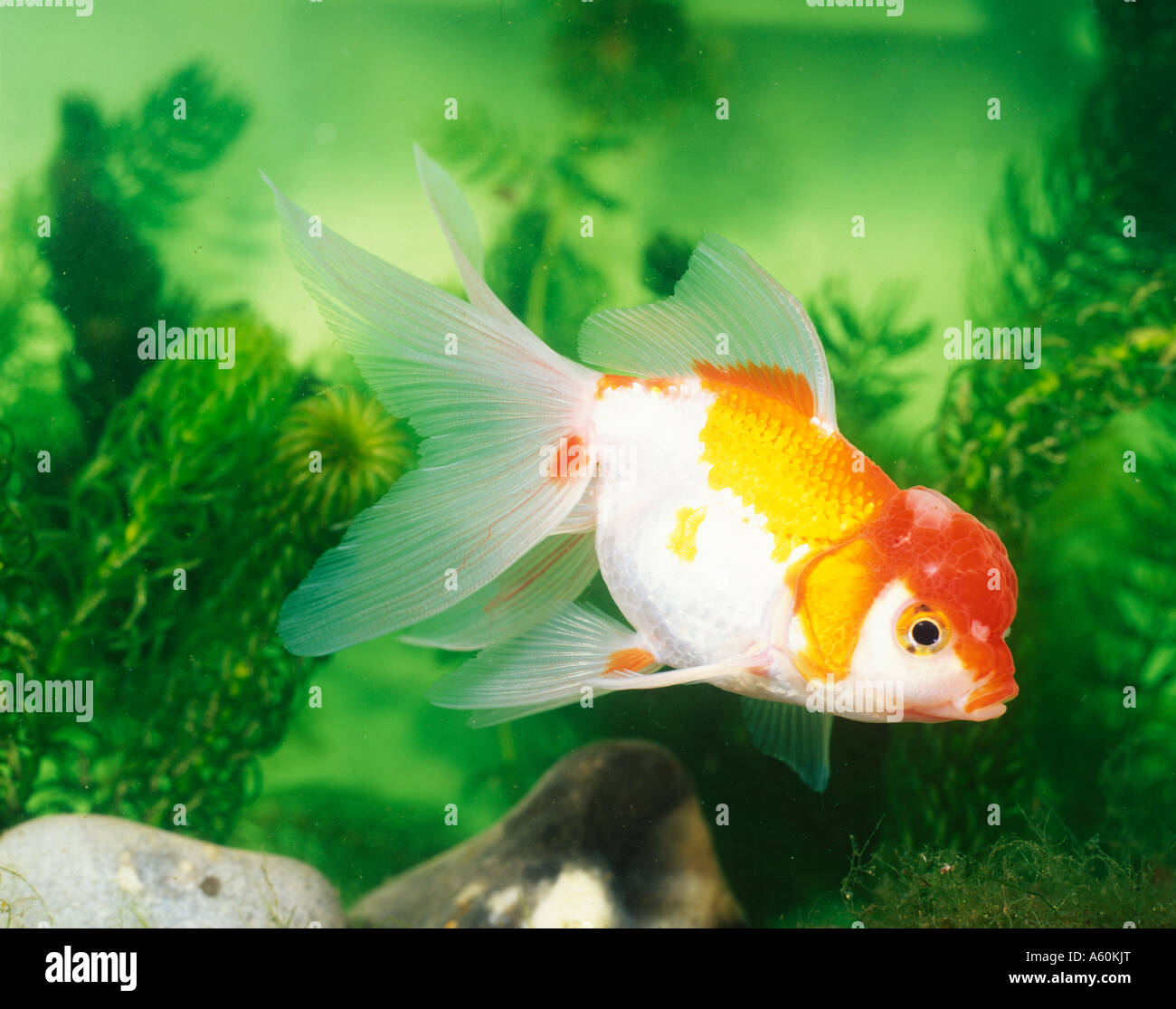 fantail and lionhead gold fish in gold fish tank Stock Photo - Alamy