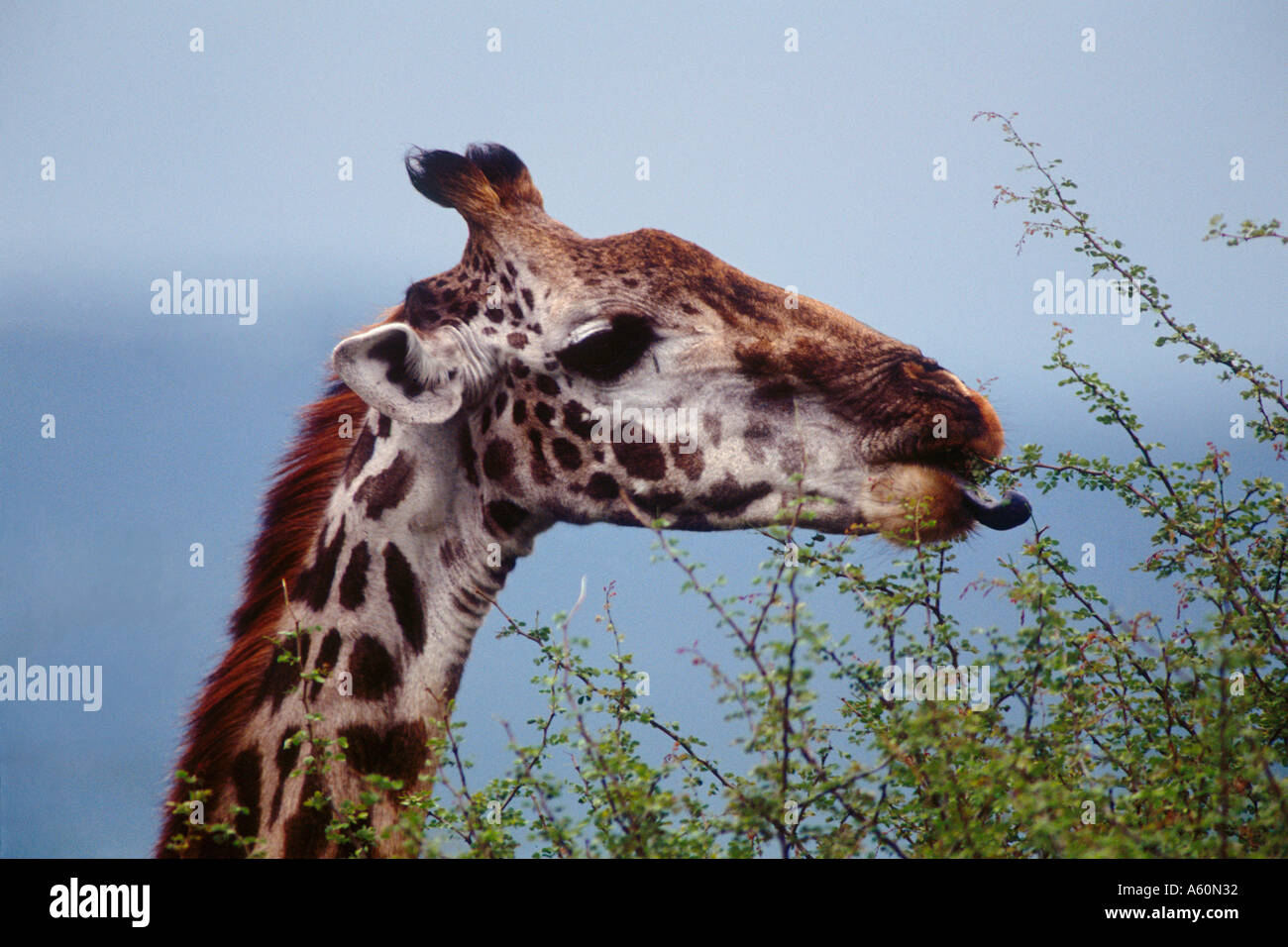 жирафовая акация. жираф ест. жираф ест листья с деревьев. танзия жираф. составь предложения is/giraffe/the/eating.
