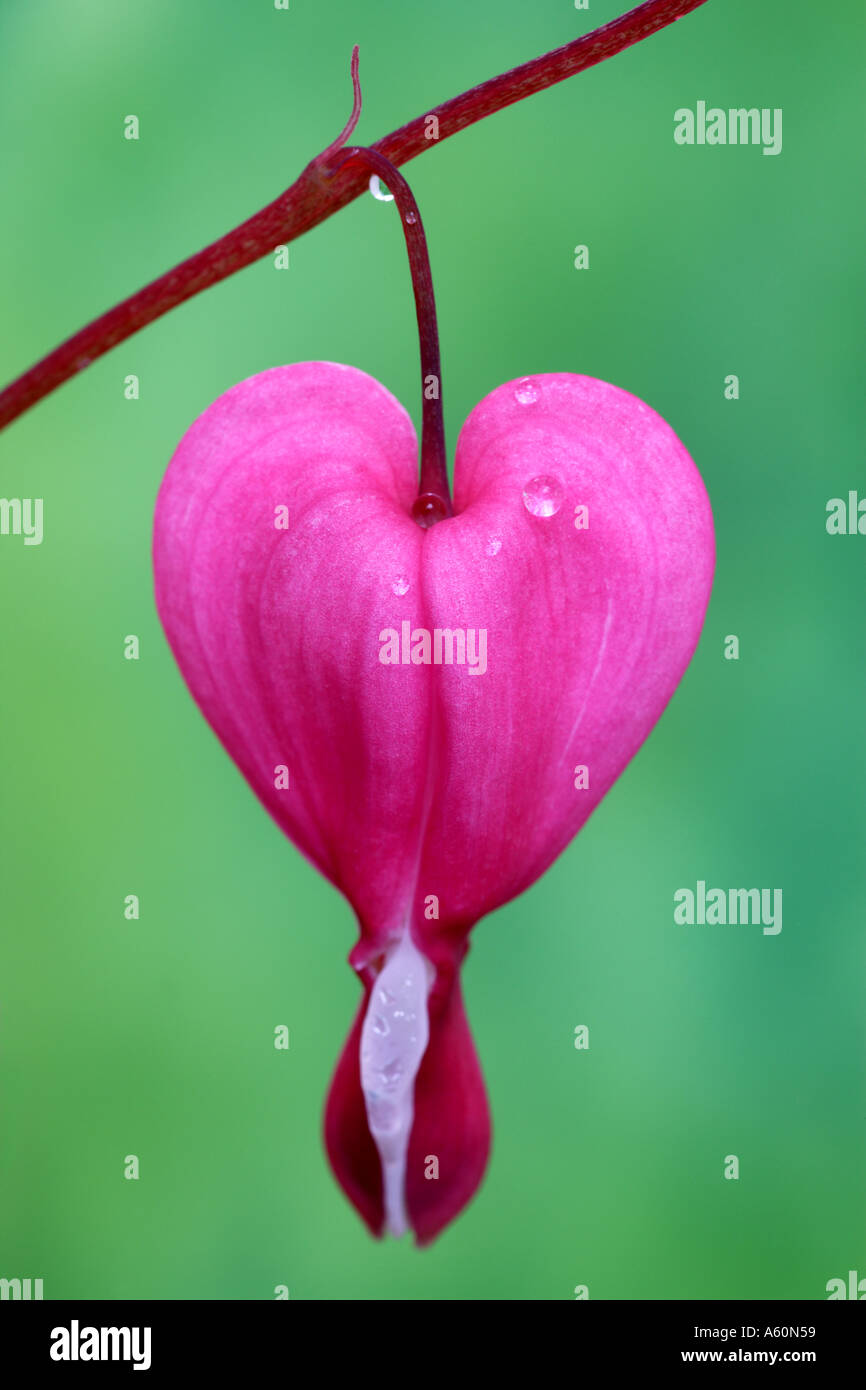 Bleeding Heart Dutchmans Britches Dicentra spectabilis in close up green background Stock Photo