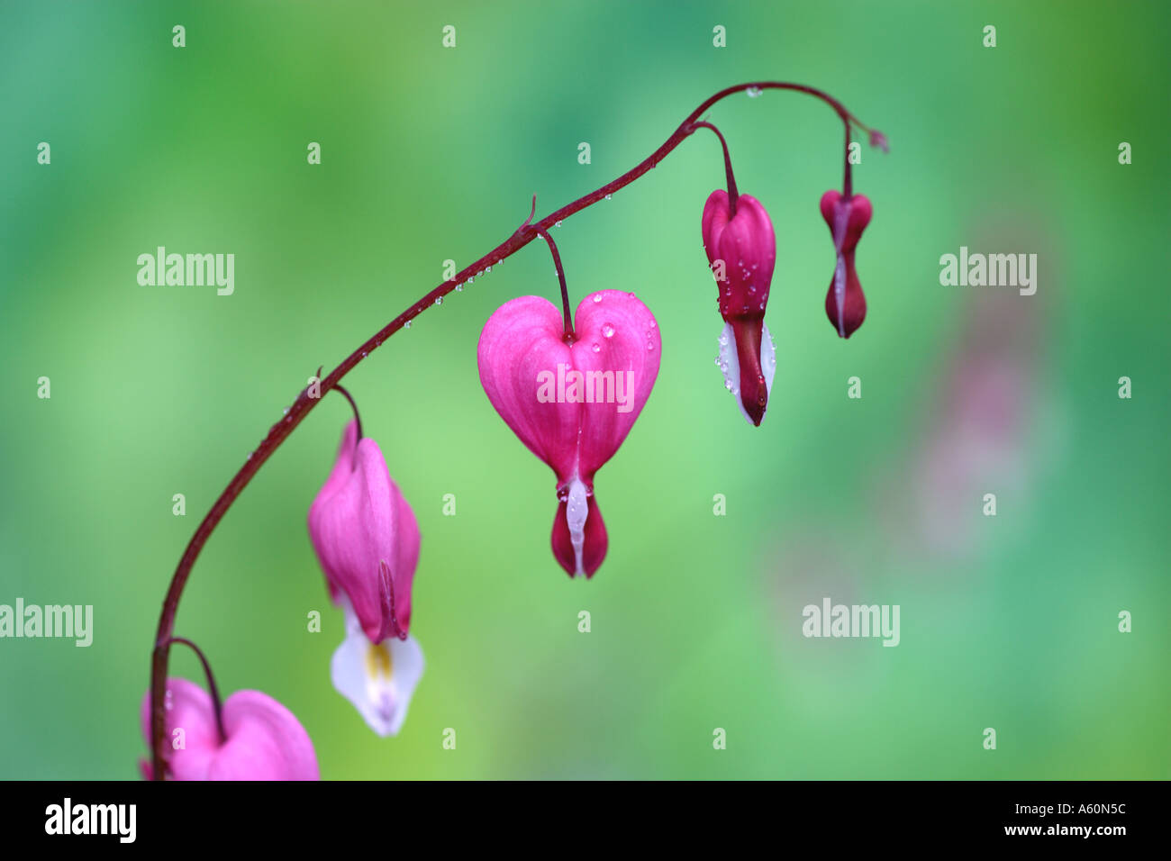 Bleeding Heart Dutchman s Britches Dicentra spectabilis in close up green background Stock Photo