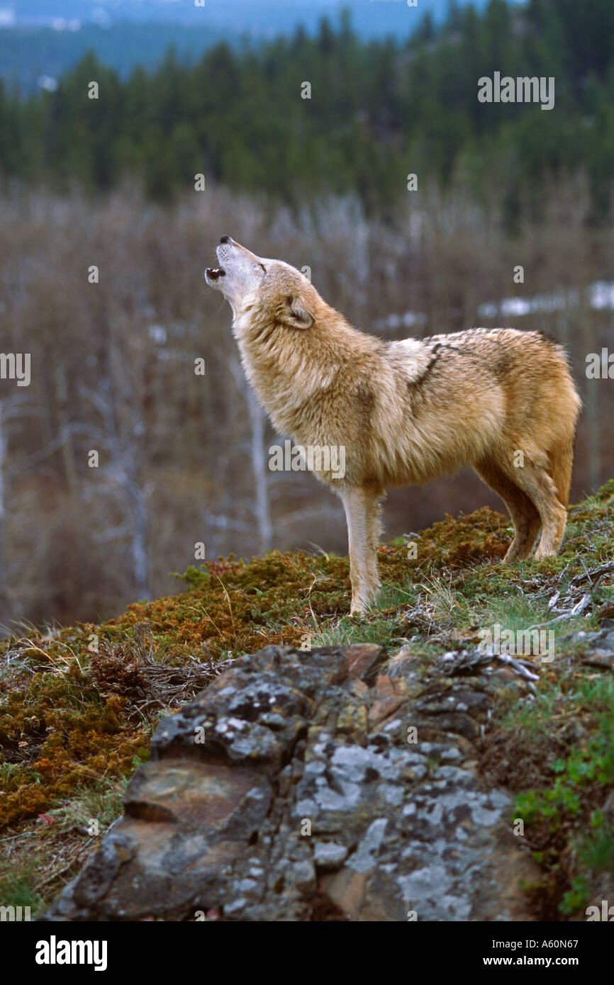 Tundra Wolf Howling Canis lupus albus Kalispell Montana Stock Photo