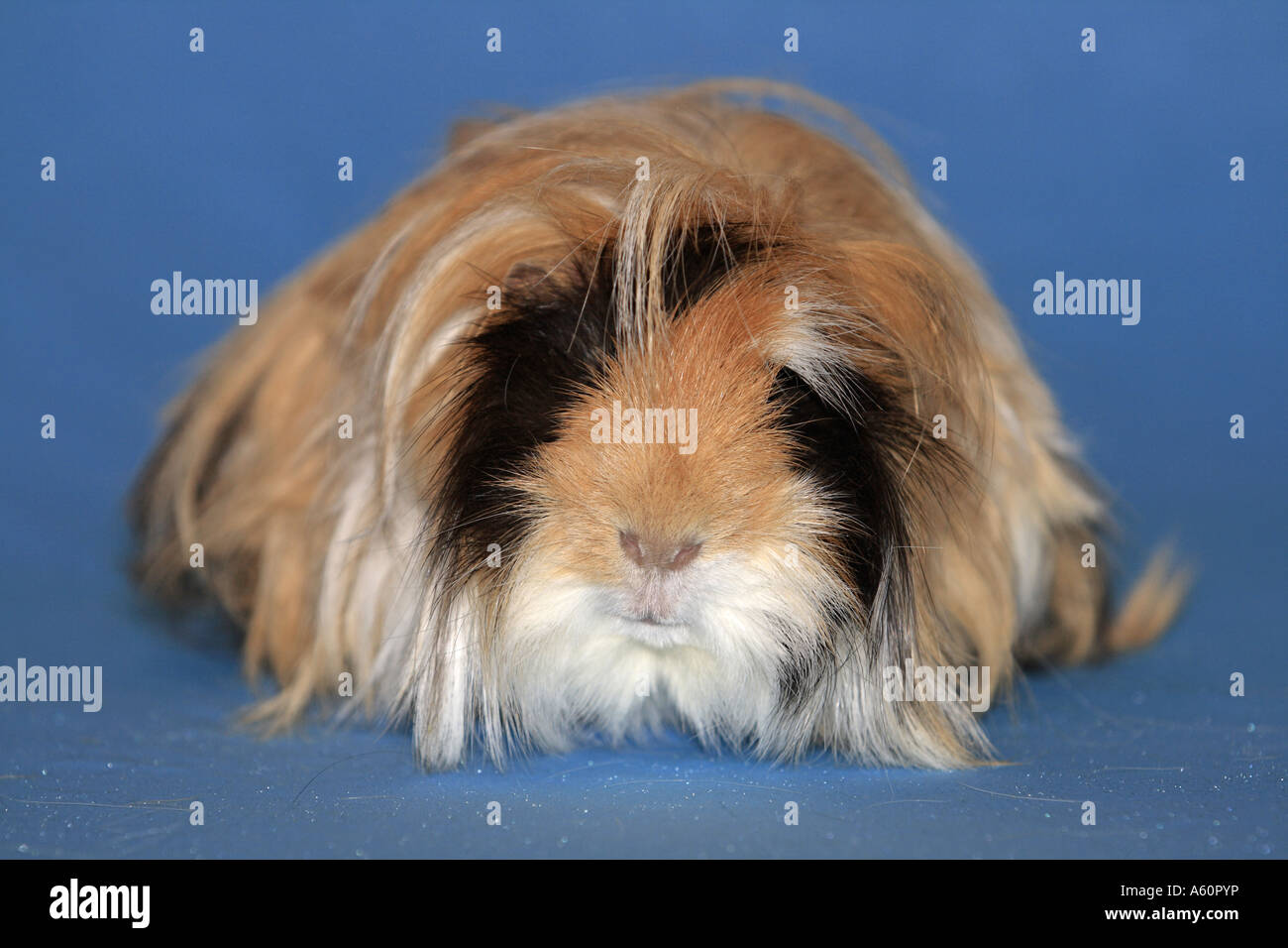 angora guinea pig