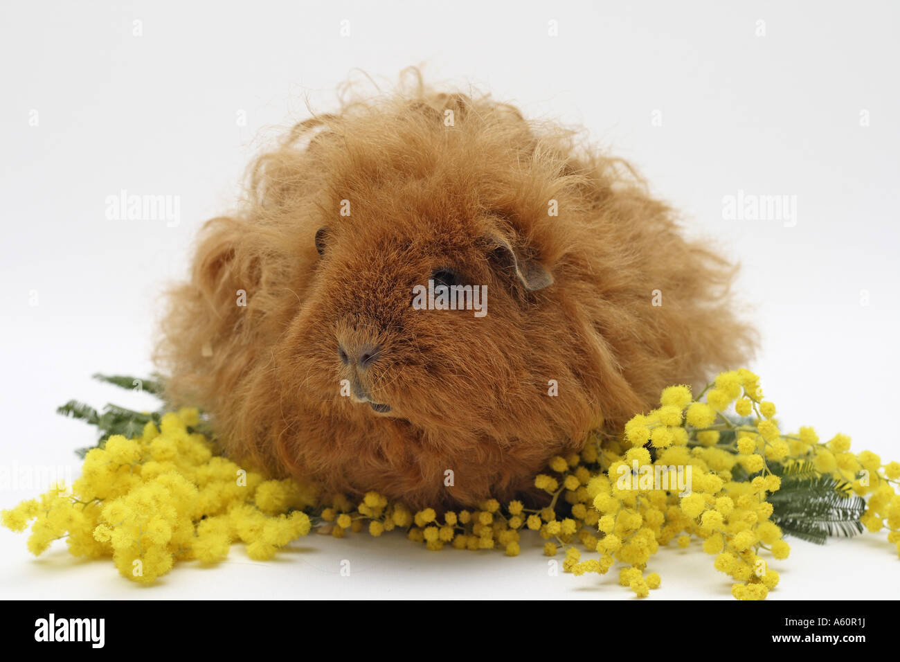 Texel Guinea pig (Cavia aperea f. porcellus), brown female with yellow mimosa blossoms Stock Photo