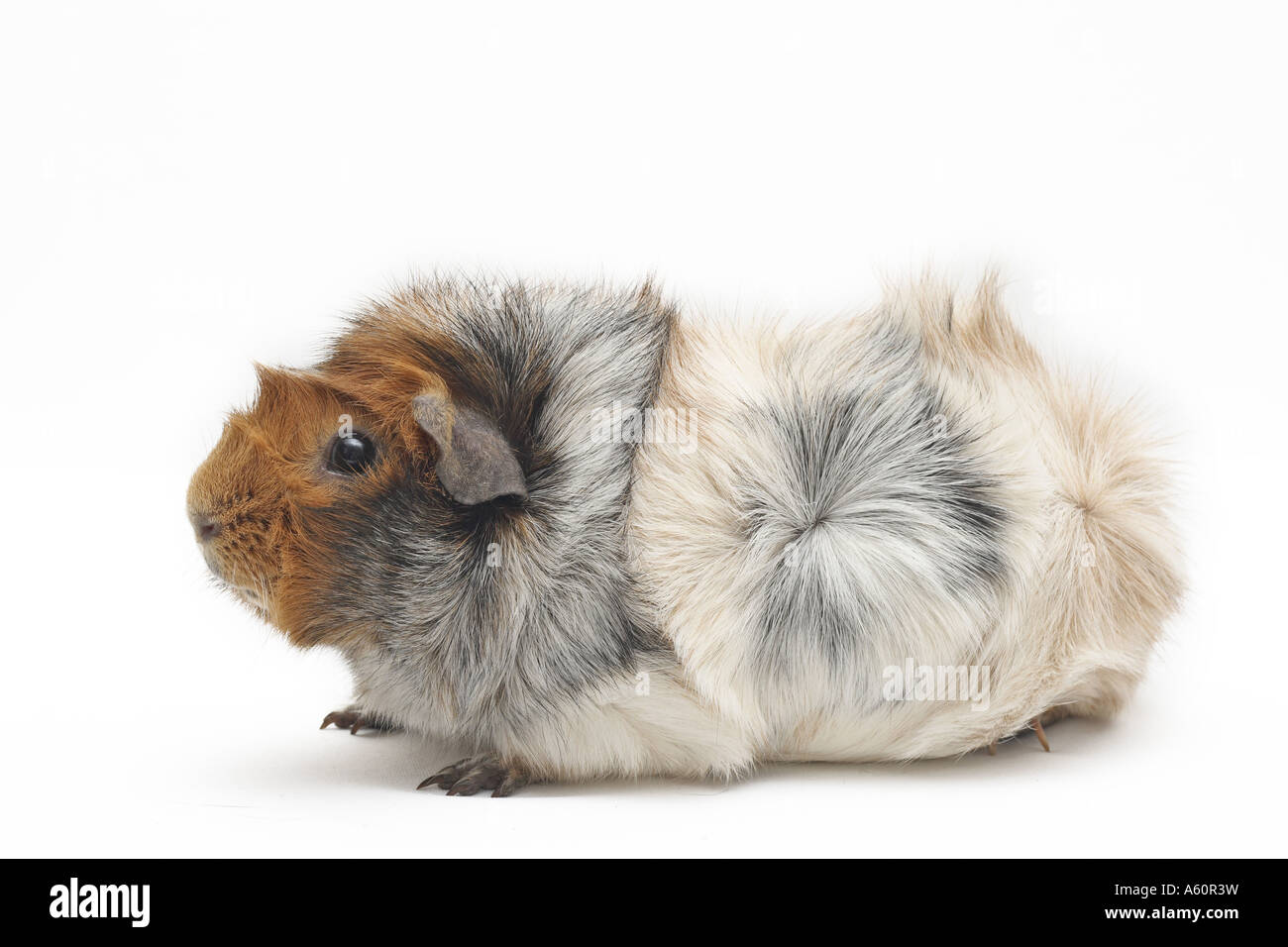 tri colored abyssinian guinea pig