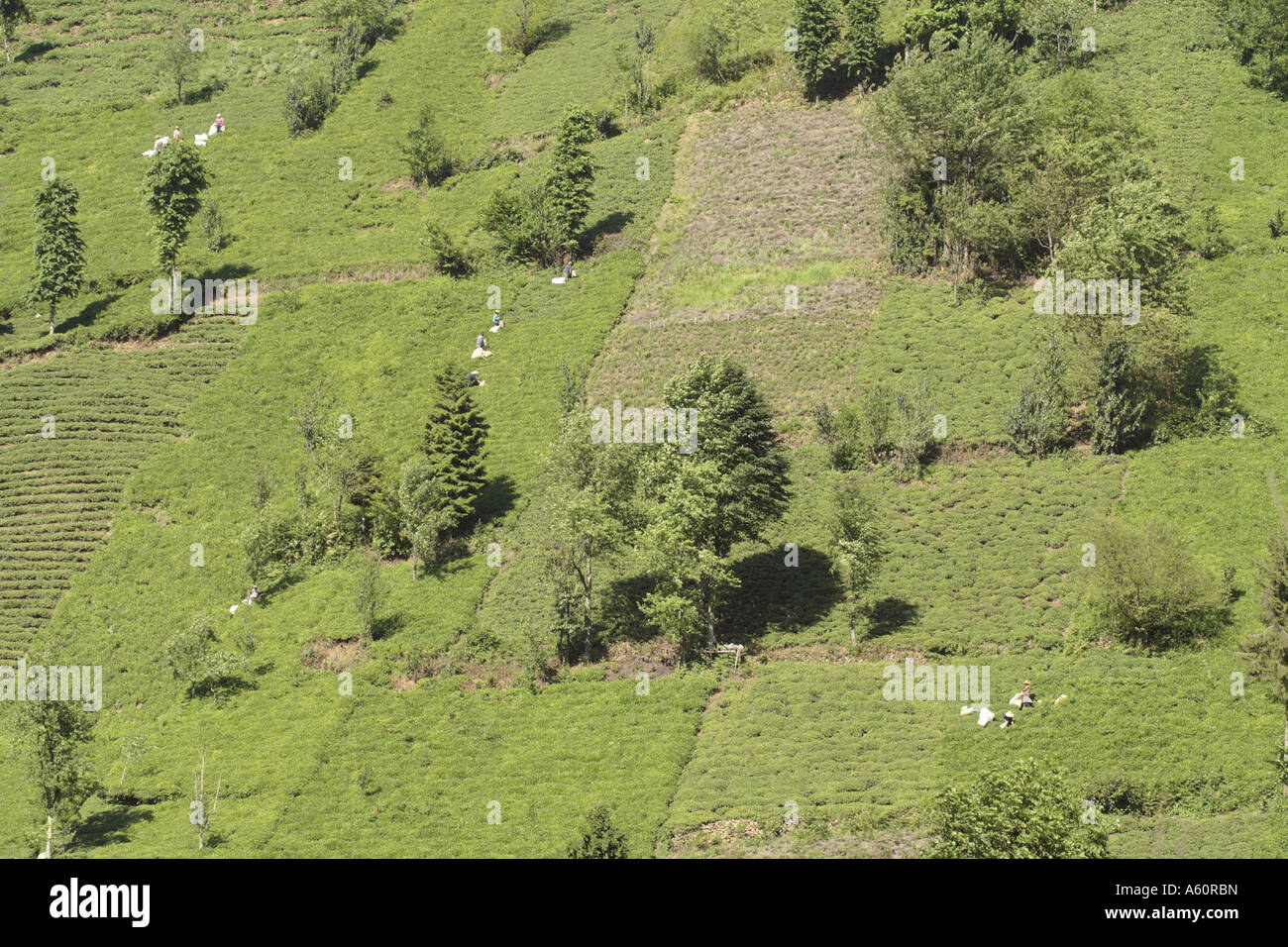 tea plant (Camellia sinensis, Thea sinensis, Camellia sinensis var