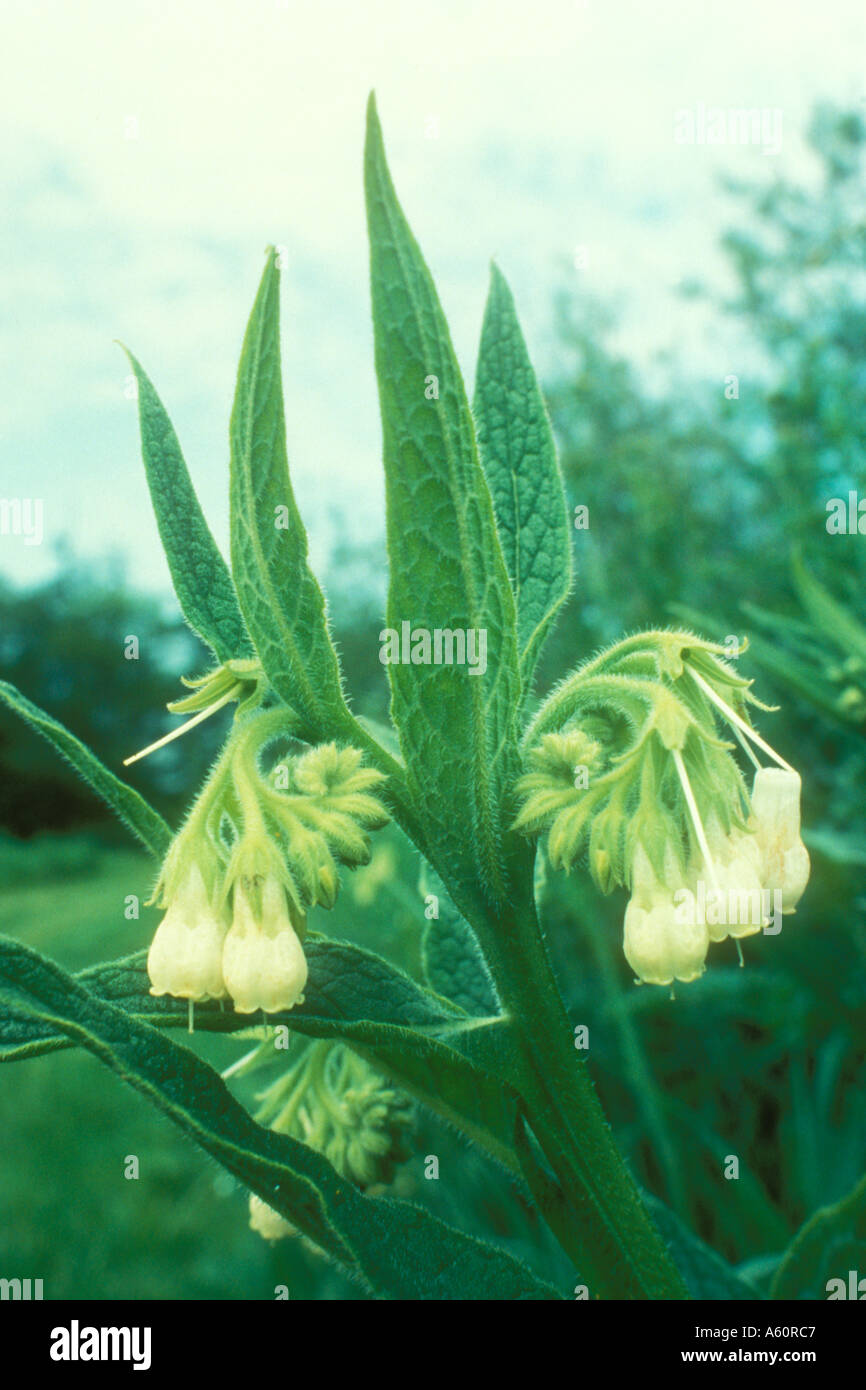 Comfrey with white flowers Stock Photo