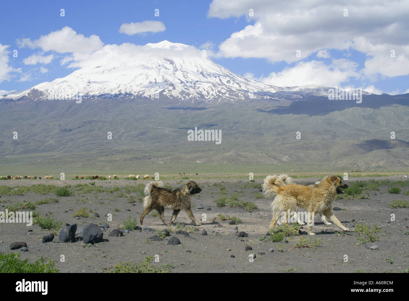 Anatolian Shepherd Dog (Canis lupus f. familiaris), pack in the plain in front of the snow-covered Ararat, Turkey, Ararat, Dogu Stock Photo