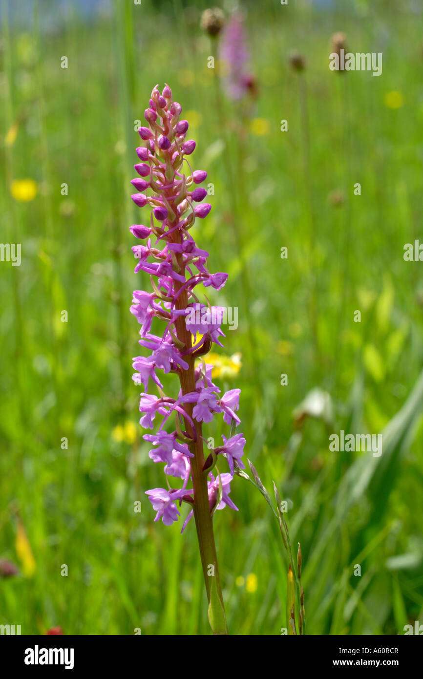 fragrant orchid (Gymnadenia conopsea), inflorescence, Germany, Bavaria, Chiemsee Stock Photo