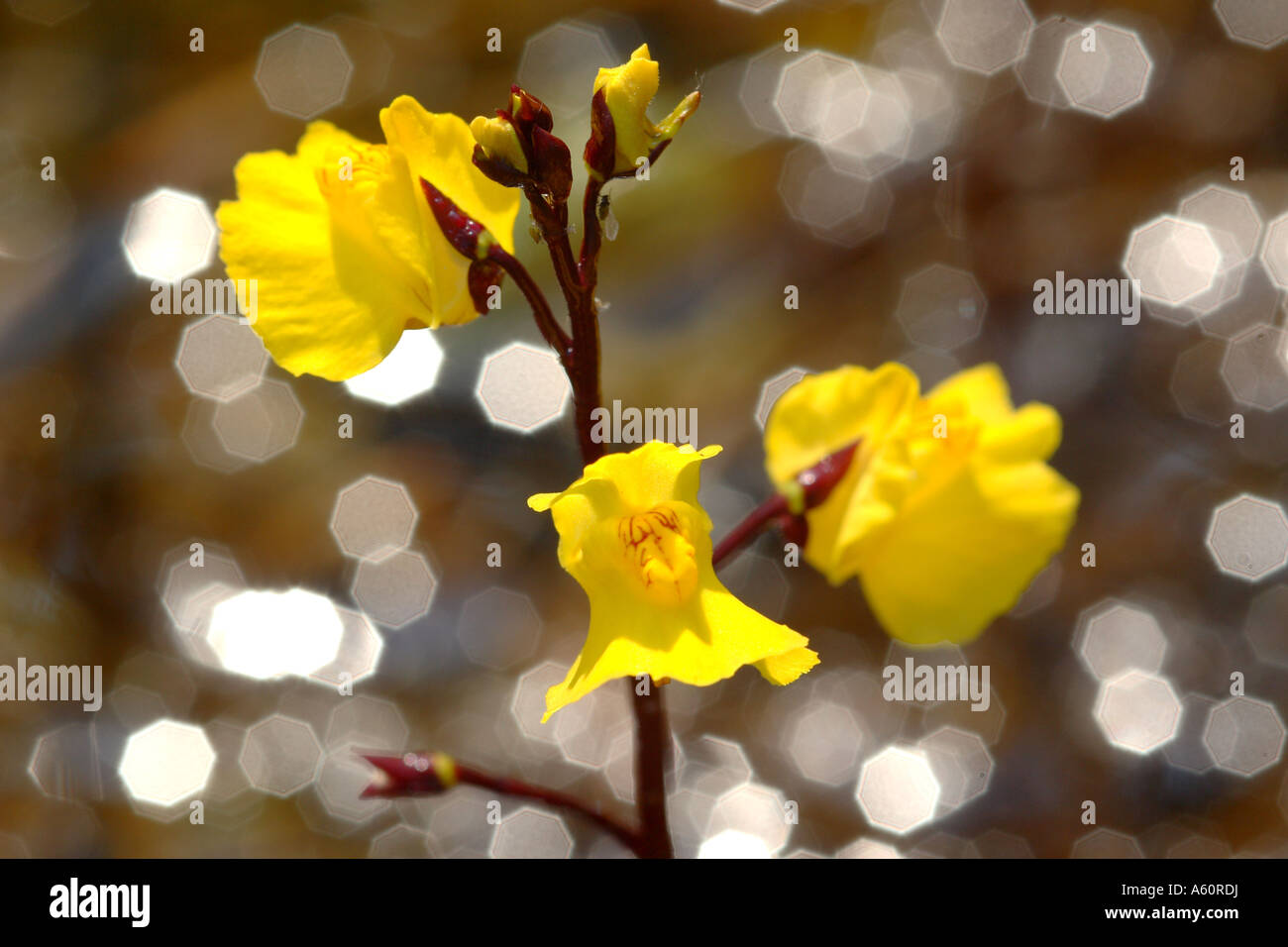western bladderwort (Utricularia australis, Utricularia neglecta, Utricularia vulgaris agg.), blossoms in the backlight, German Stock Photo