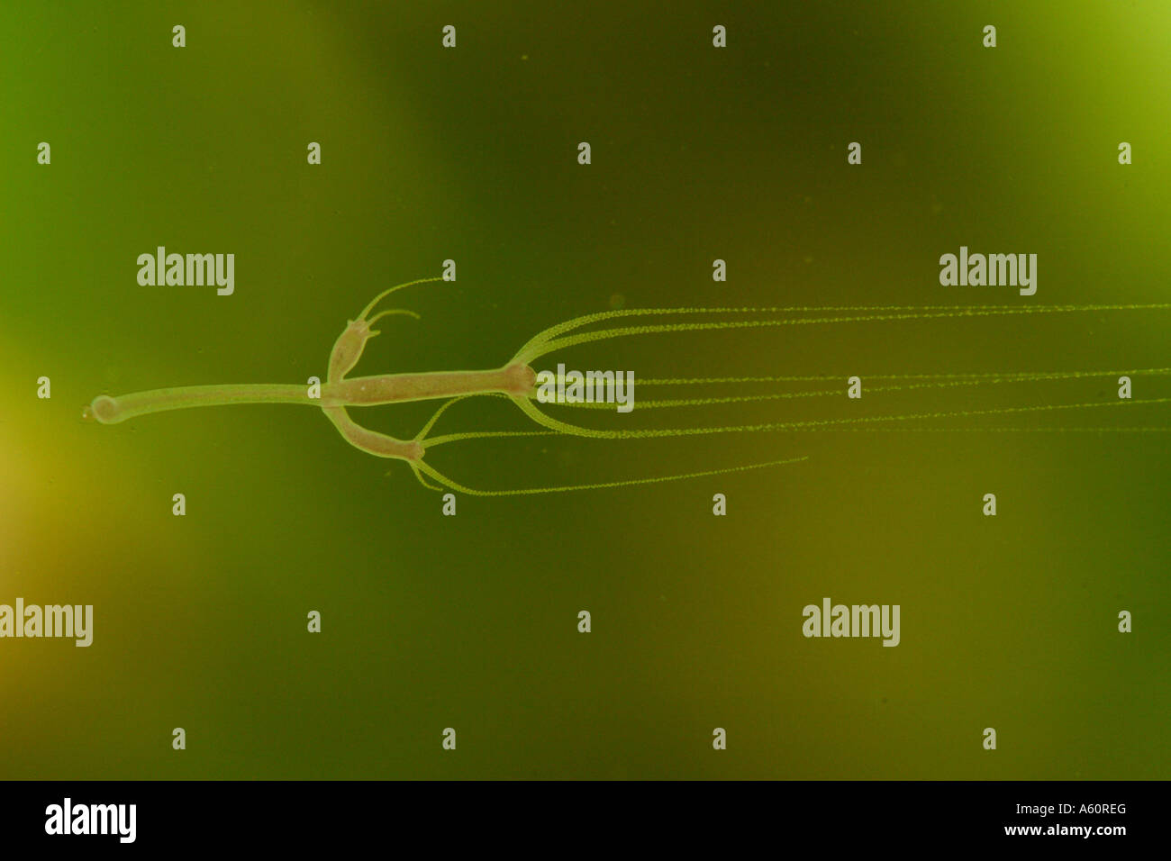 grey hydra, brown hydra (Pelmatohydra oligactis, Hydra oligactis