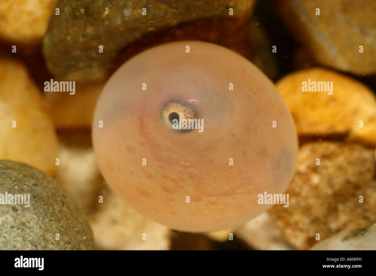 American lake trout, Great Lake trout, lake trout (Salvelinus namaycush