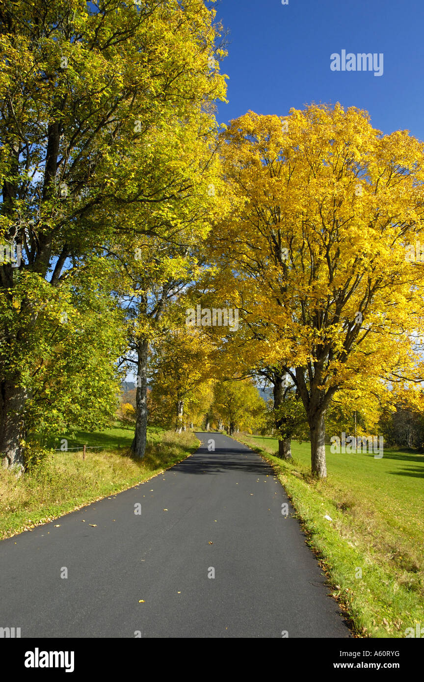 country road with trees in autumn colouration Stock Photo - Alamy