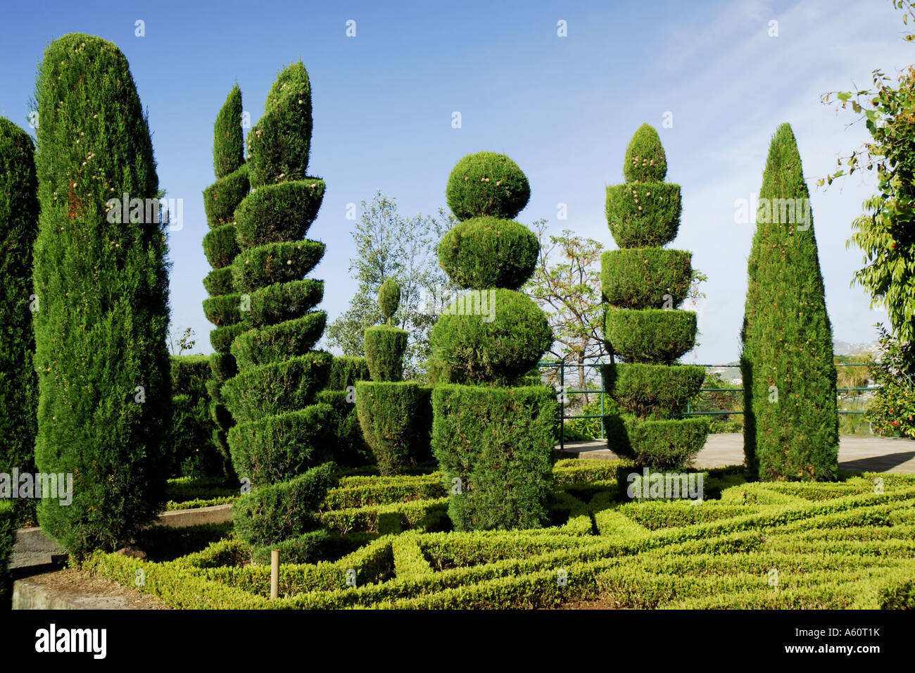 Italian cypress (Cupressus sempervirens), topiary, Portugal Stock Photo
