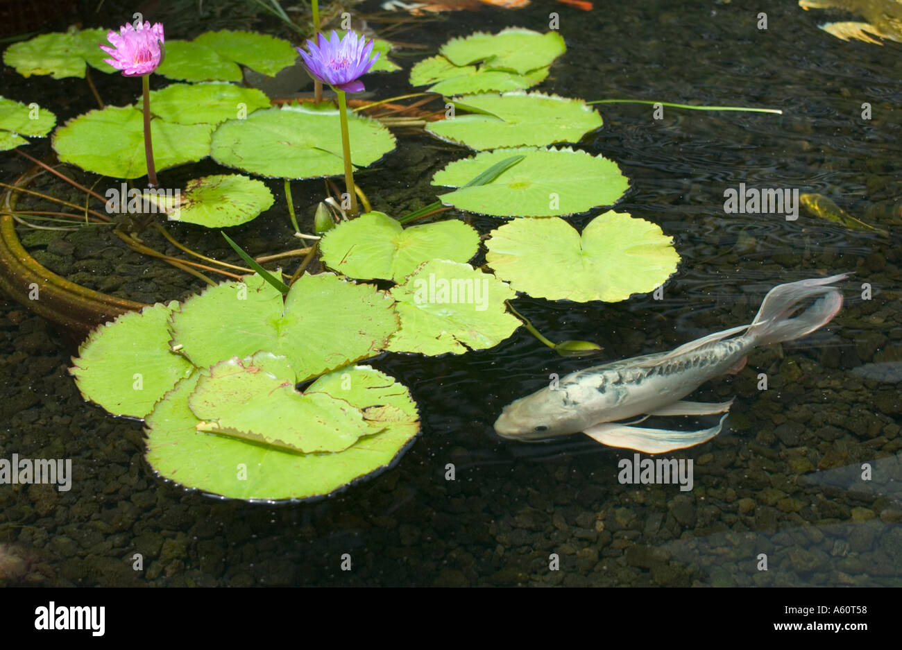 Pond containing lotus flowers and koi Stock Photo Alamy