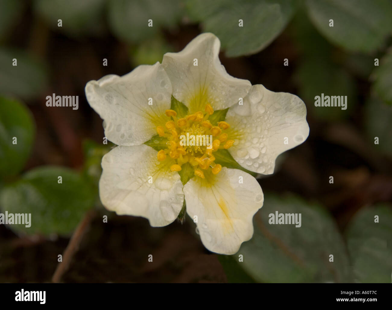 Close-up photo of wild strawberry flower. Stock Photo