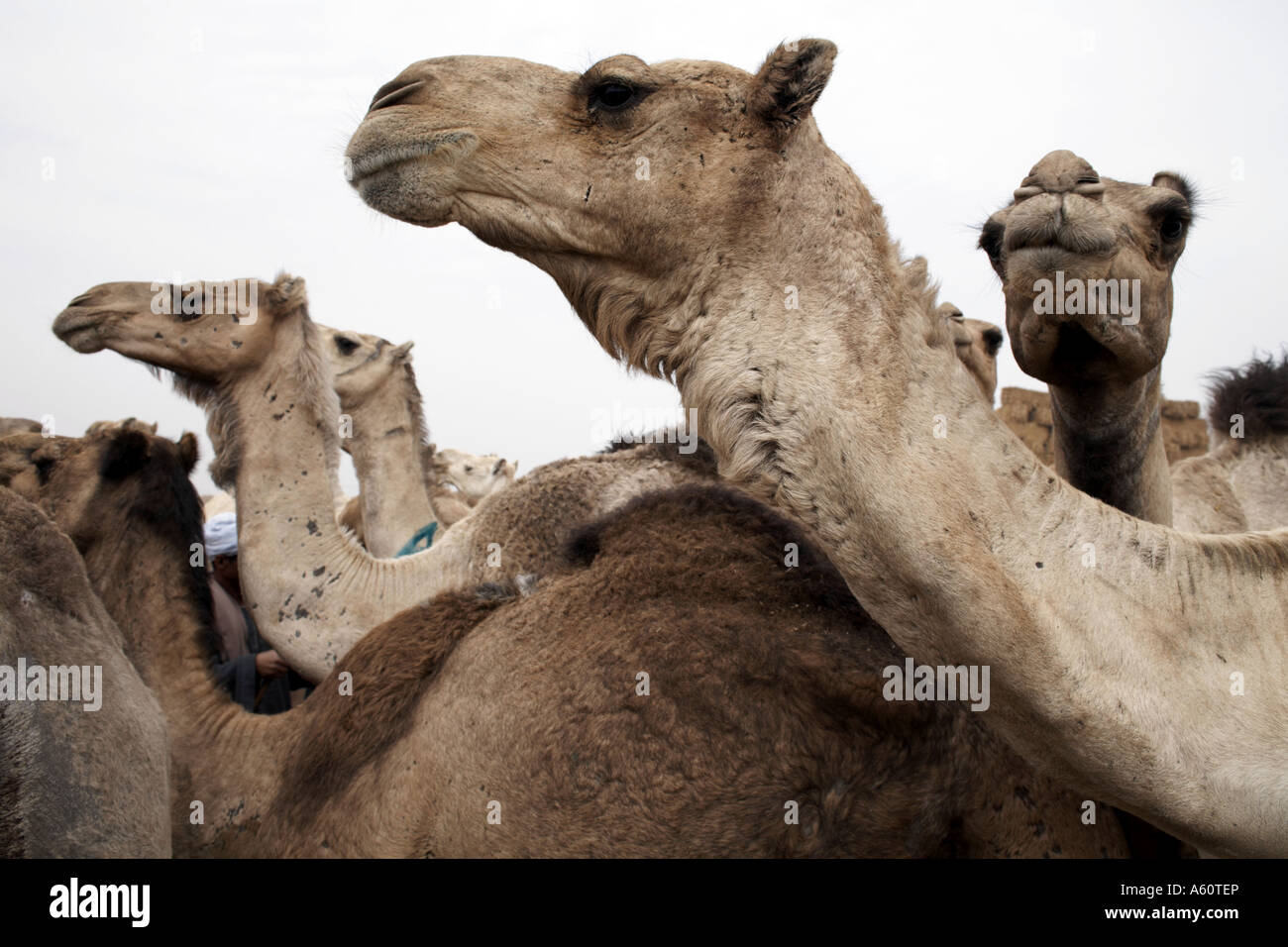 Birqash Camel Market, Egypt Stock Photo