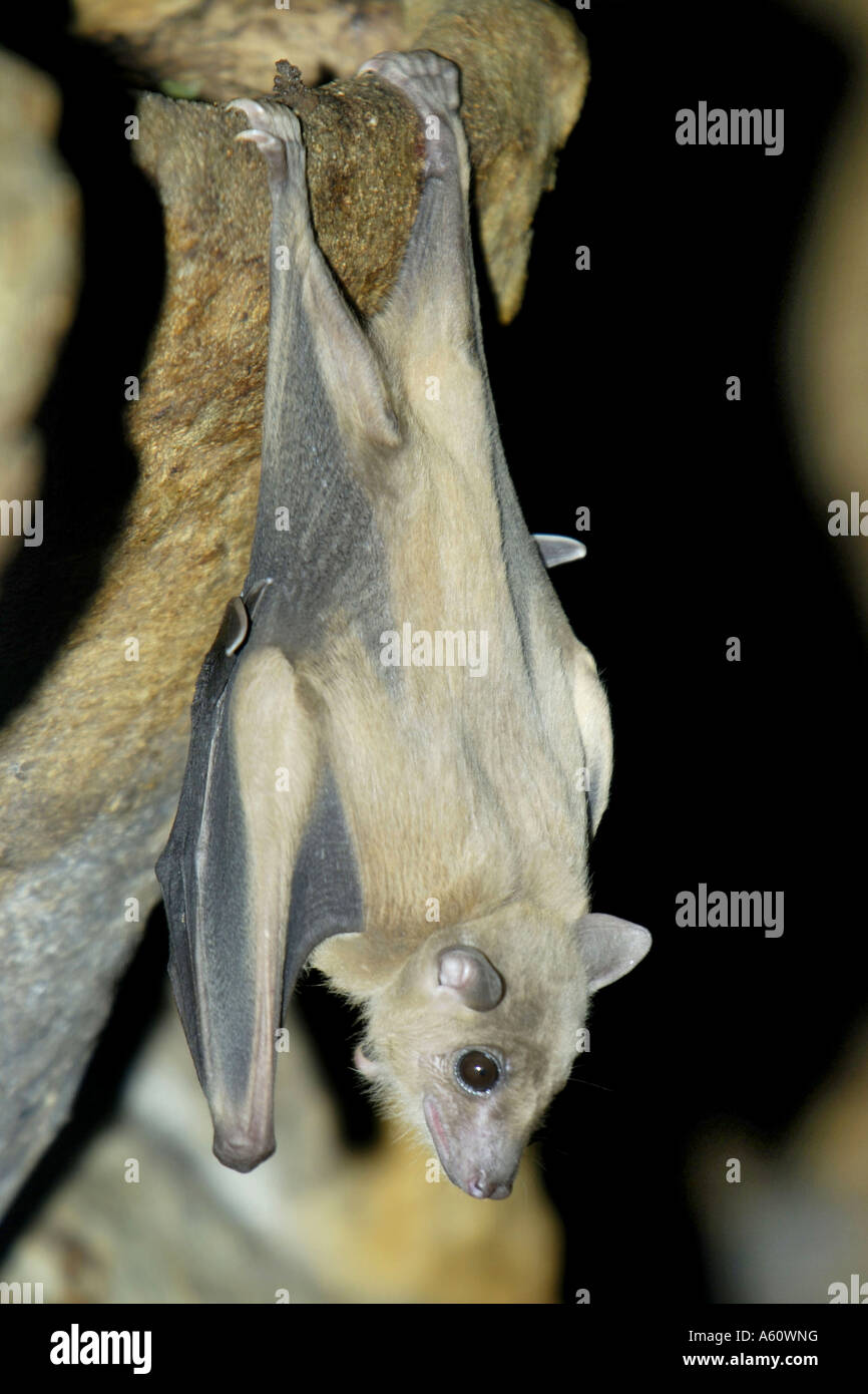 Egyptian rousette, Egyptian Fruit Bat (Rousettus aegyptiacus, Rousettus aegypticus), hanging at a branch Stock Photo