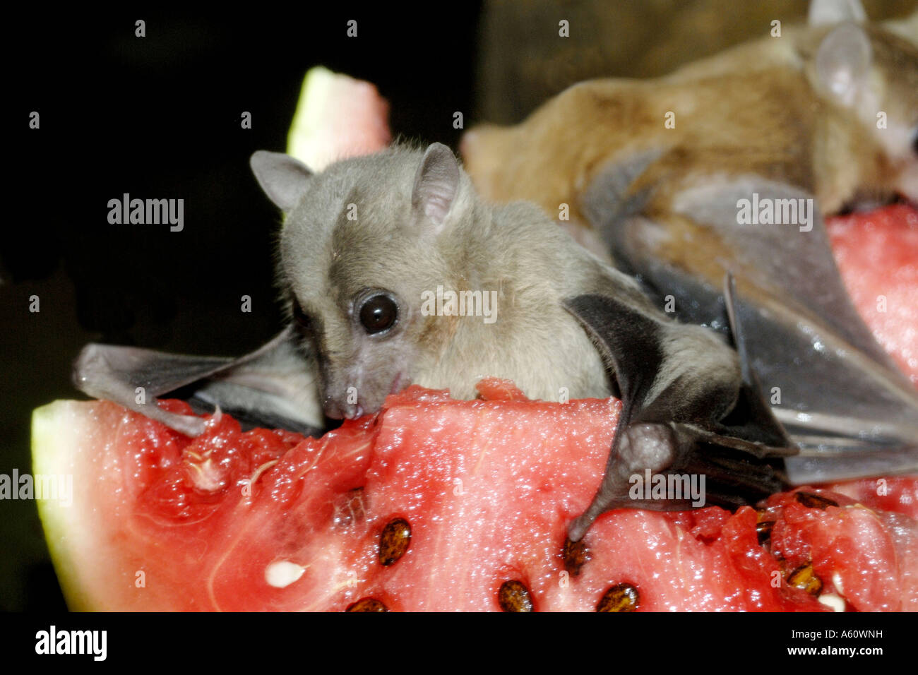 Egyptian rousette, Egyptian Fruit Bat (Rousettus aegyptiacus, Rousettus aegypticus), feeding on a melon Stock Photo