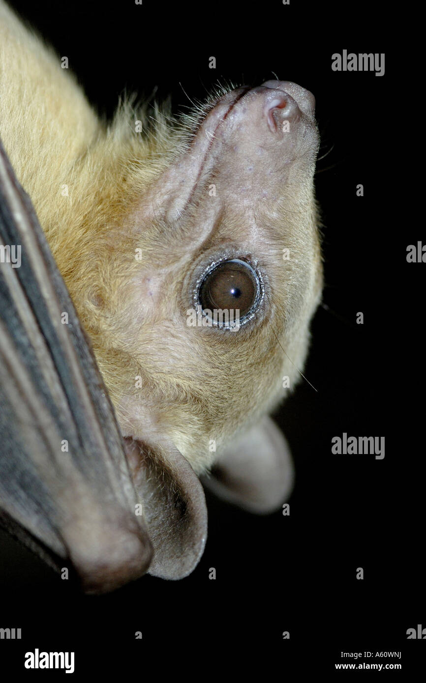 Egyptian rousette, Egyptian Fruit Bat (Rousettus aegyptiacus, Rousettus aegypticus), portrait Stock Photo