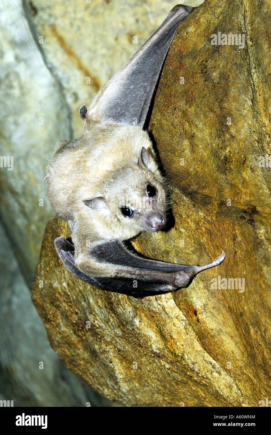 Egyptian rousette, Egyptian Fruit Bat (Rousettus aegyptiacus, Rousettus aegypticus), climbing Stock Photo