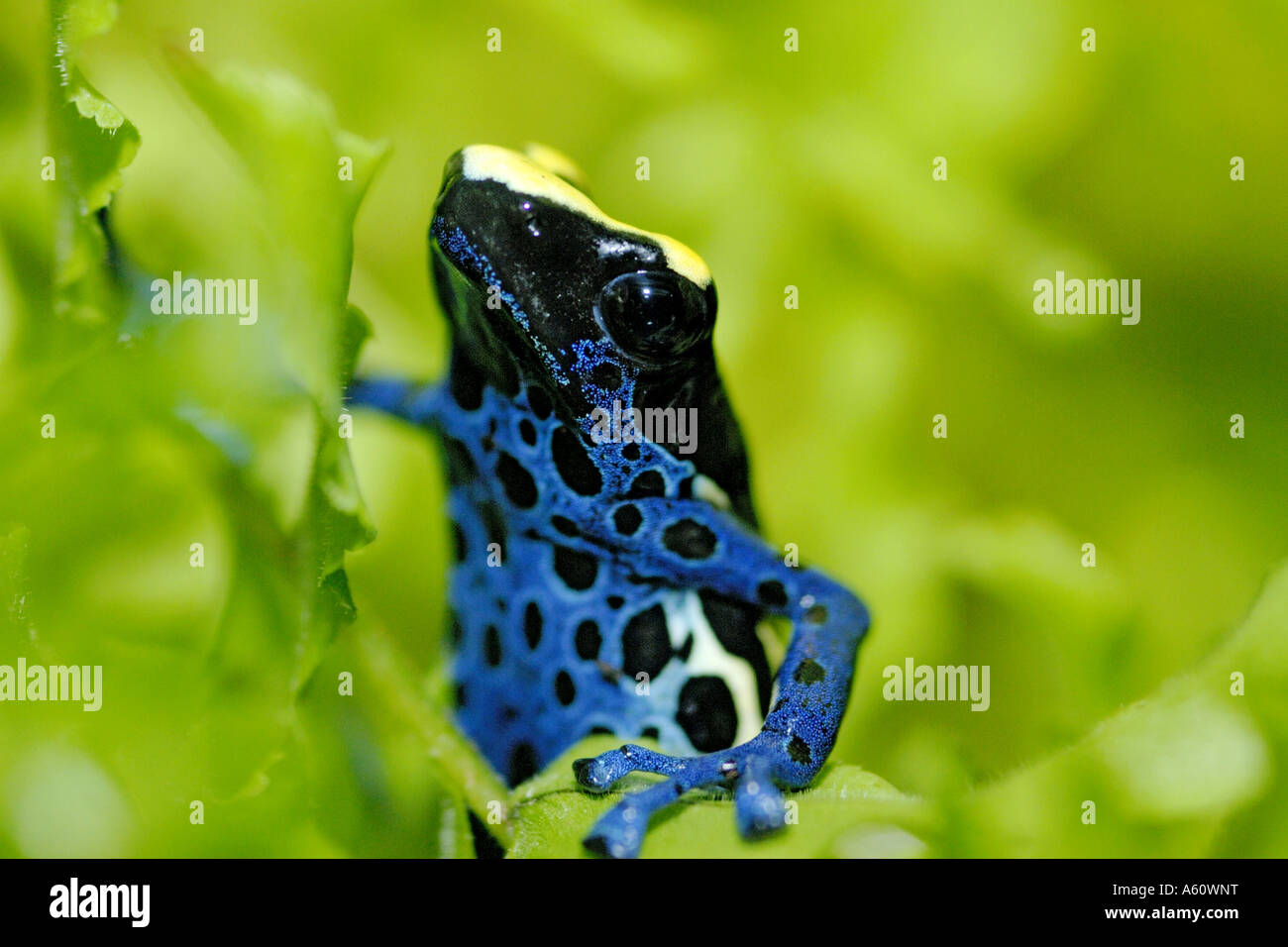 dyeing poisonarrow frog, Dyeing poison frog (Dendrobates tinctorius