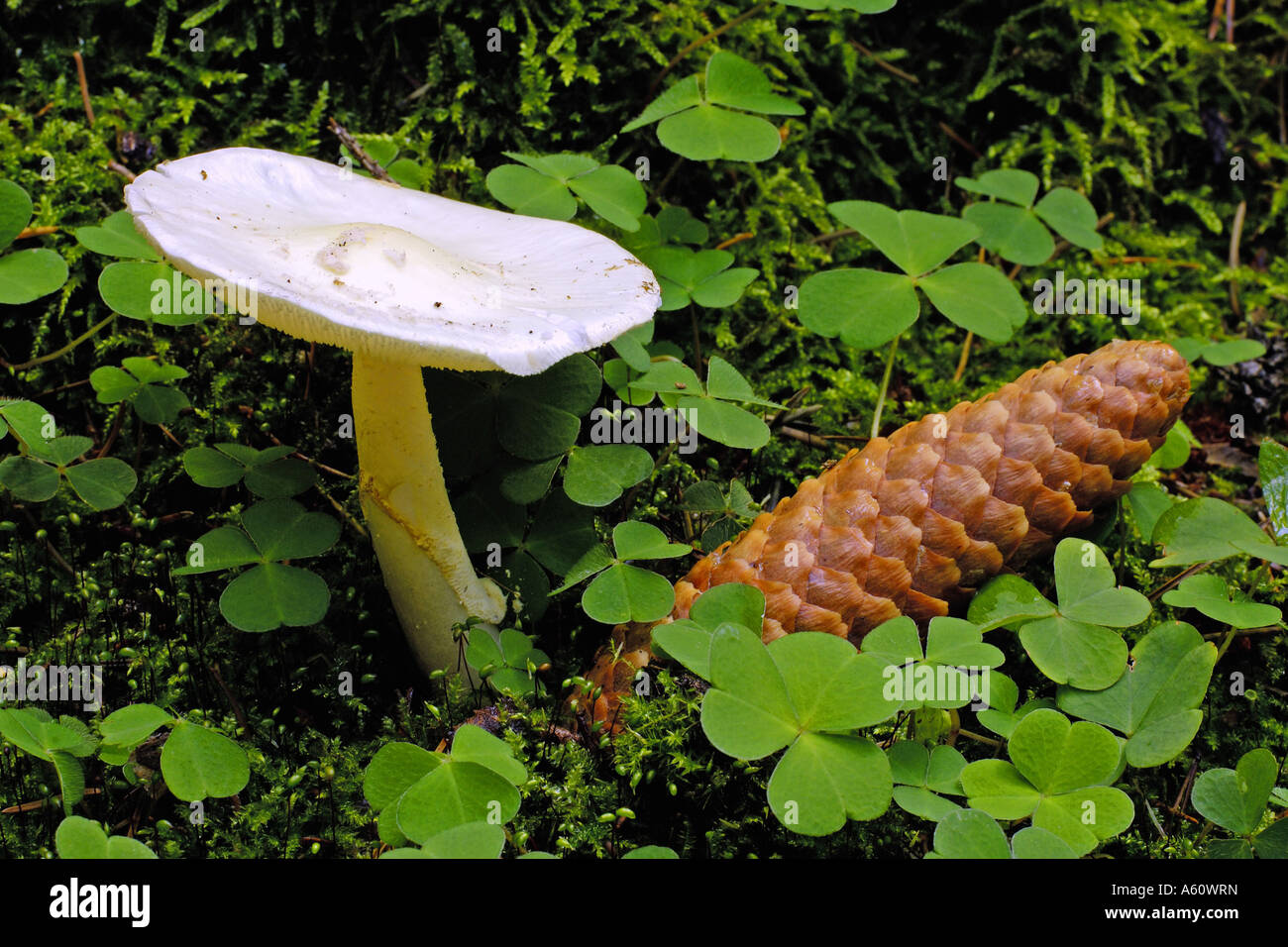 poisonpie (Hebeloma spec.), fruiting body, Germany Stock Photo