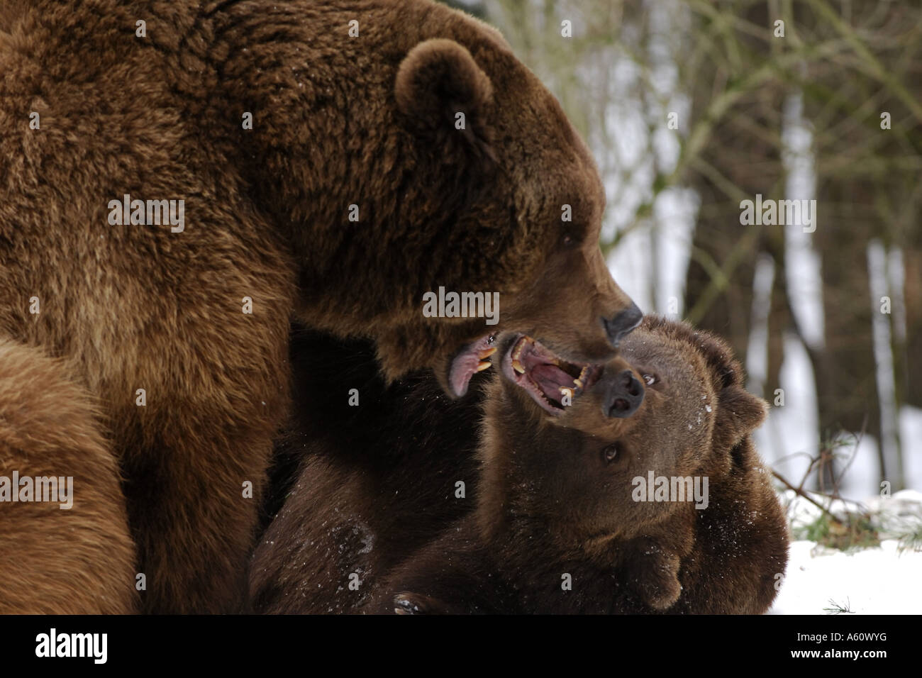 European brown bear (Ursus arctos arctos), bears playing, Germany Stock ...