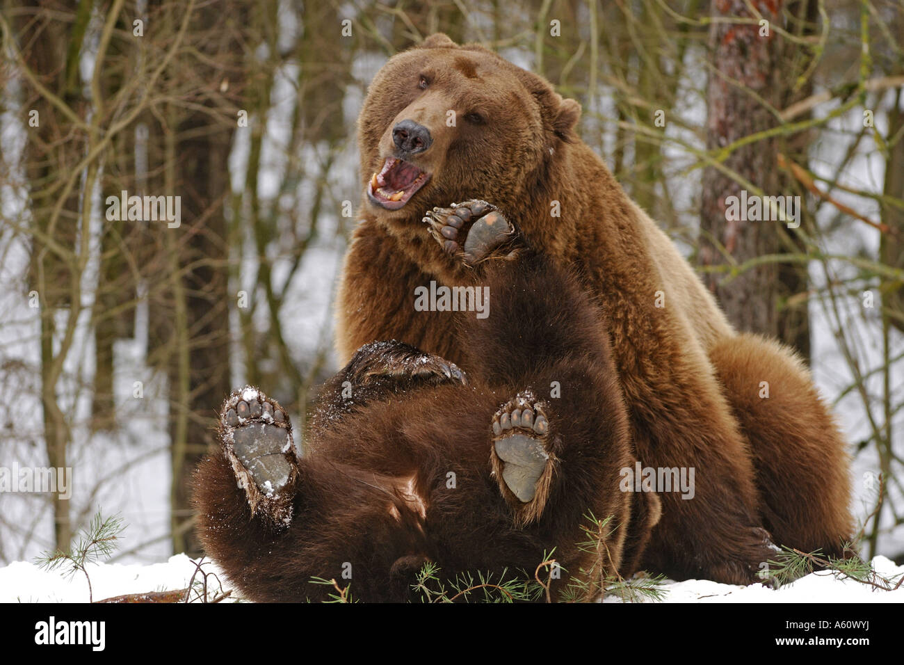 European brown bear (Ursus arctos arctos), two bears playing, Germany ...