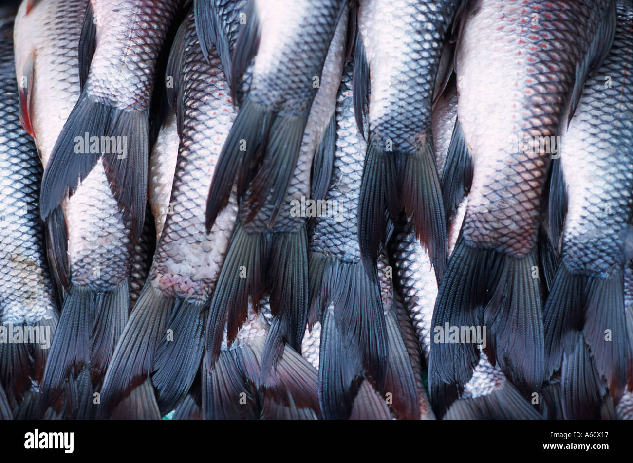 Close up of a stall of fish for sale at market Burma Fish tails Stock Photo