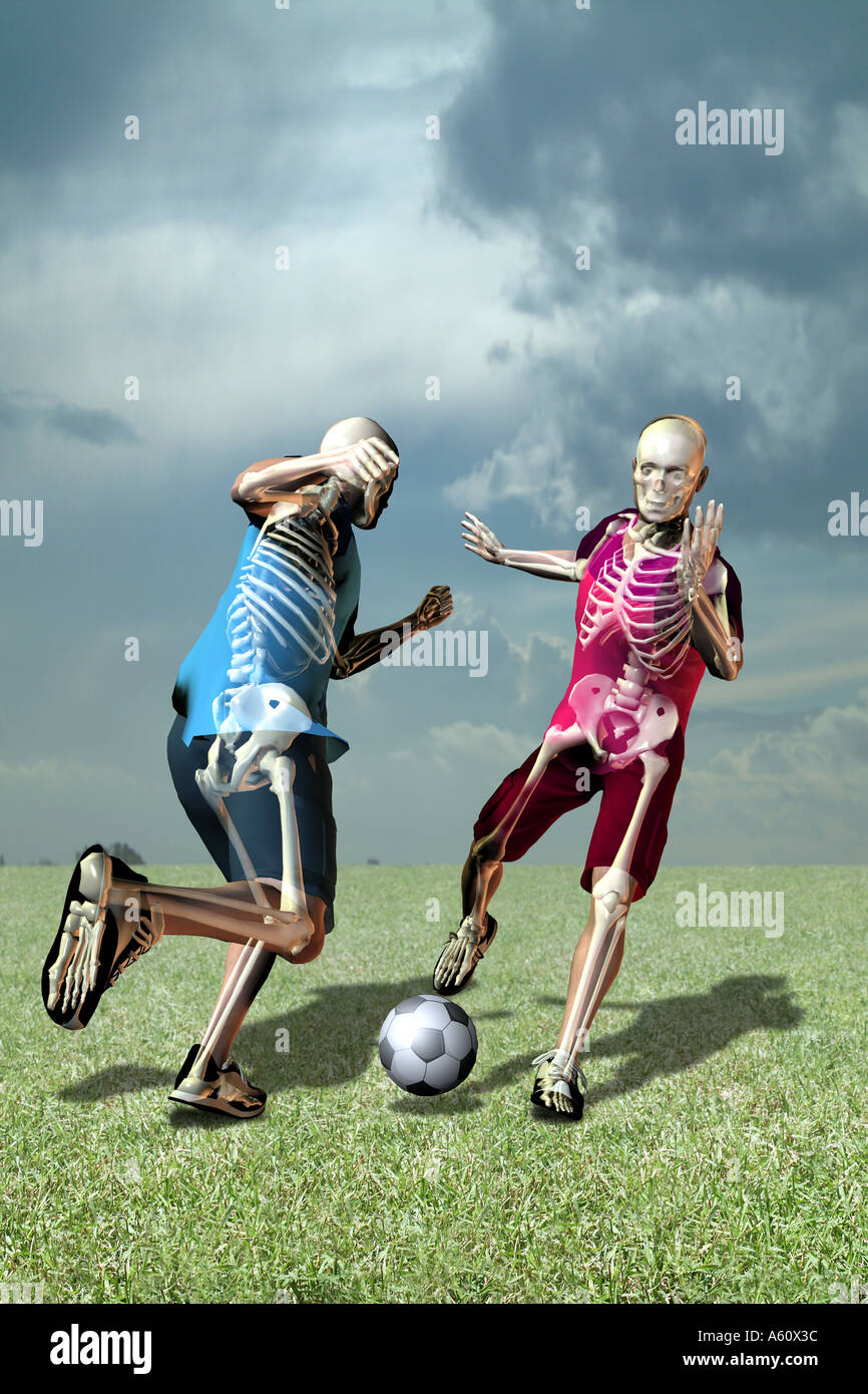 Skeleton showing ribs backbone hires stock photography and images Alamy