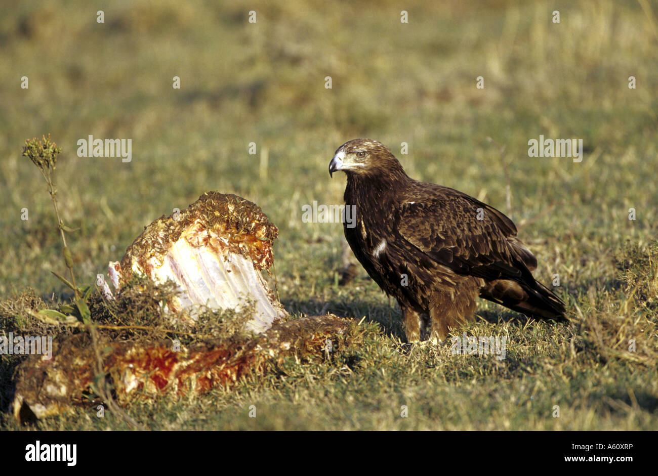 brown snake eagle (Circaetus cinereus), single animal eating on carrion