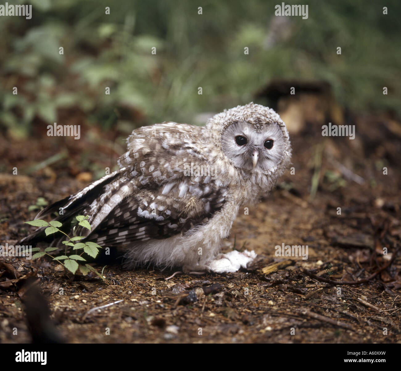 ural owl (Strix uralensis), fully-fledged juvenile on the ground Stock Photo