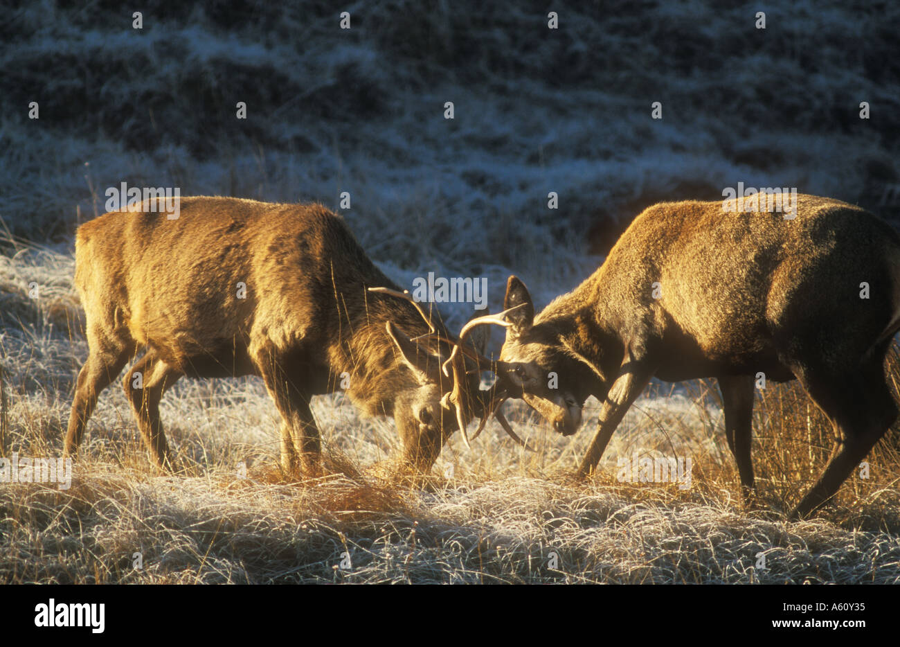 Young Stags tustling for supremacy Stock Photo