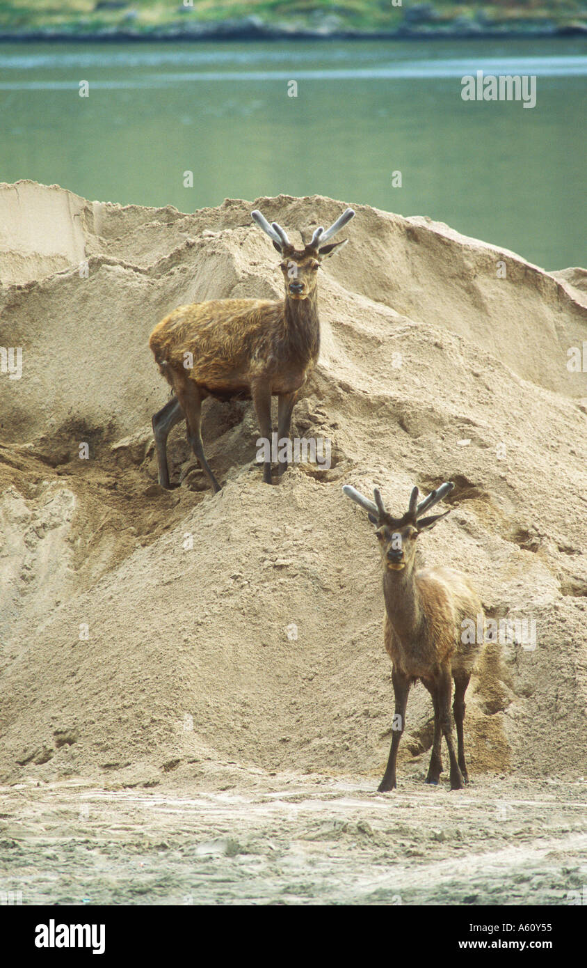 Red Deer Stags on stockpile of sand beside Scottish Loch Stock Photo