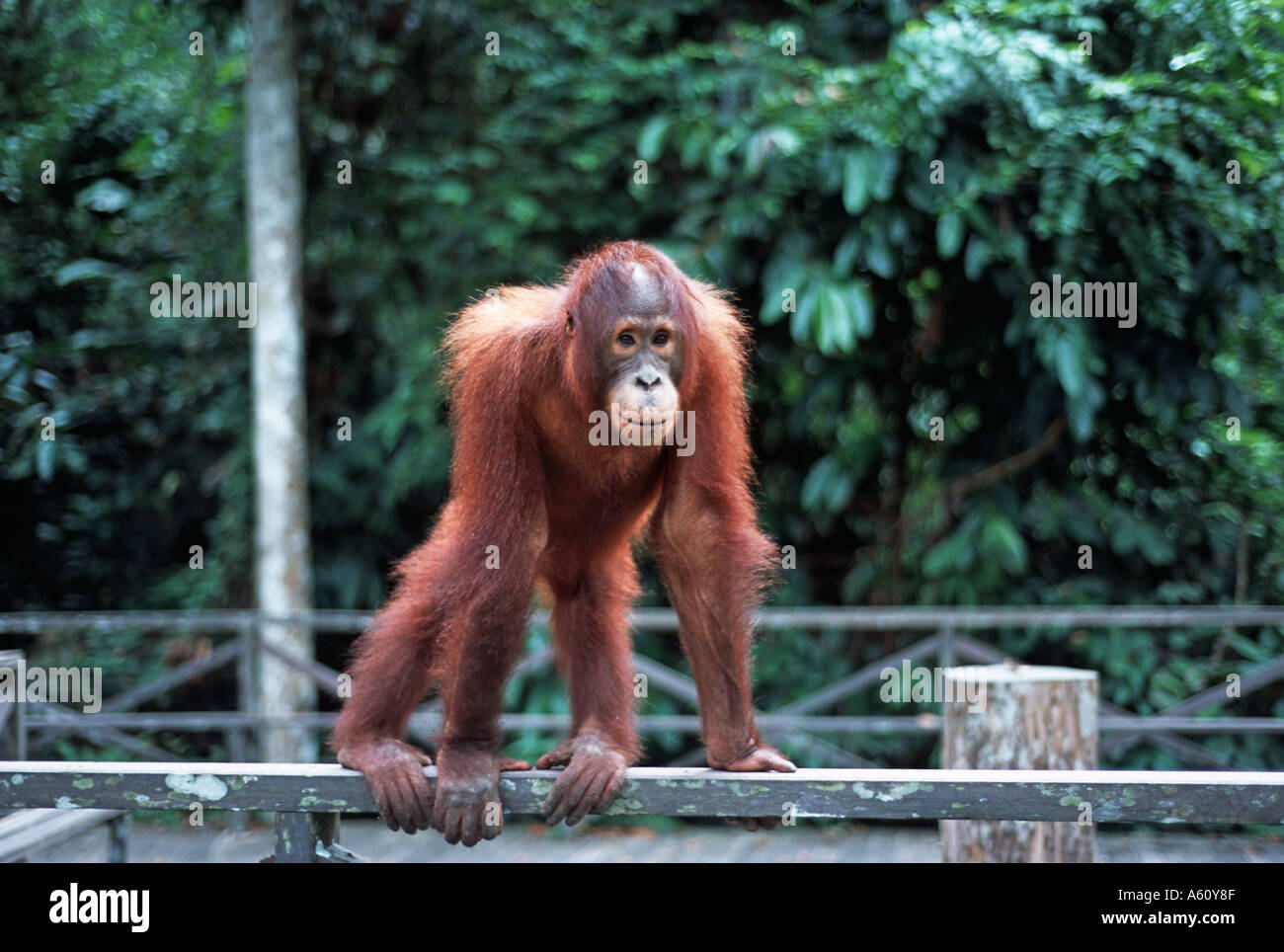 Orangutang at the Sepilok jungle reserve Sandakan Sabah Borneo Malaysia Stock Photo