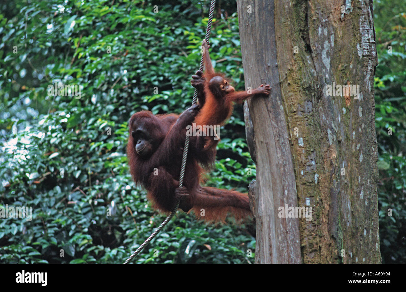 Orangutang with offspring at the Sepilok jungle reserve Sandakan Sabah Borneo Malaysia Stock Photo