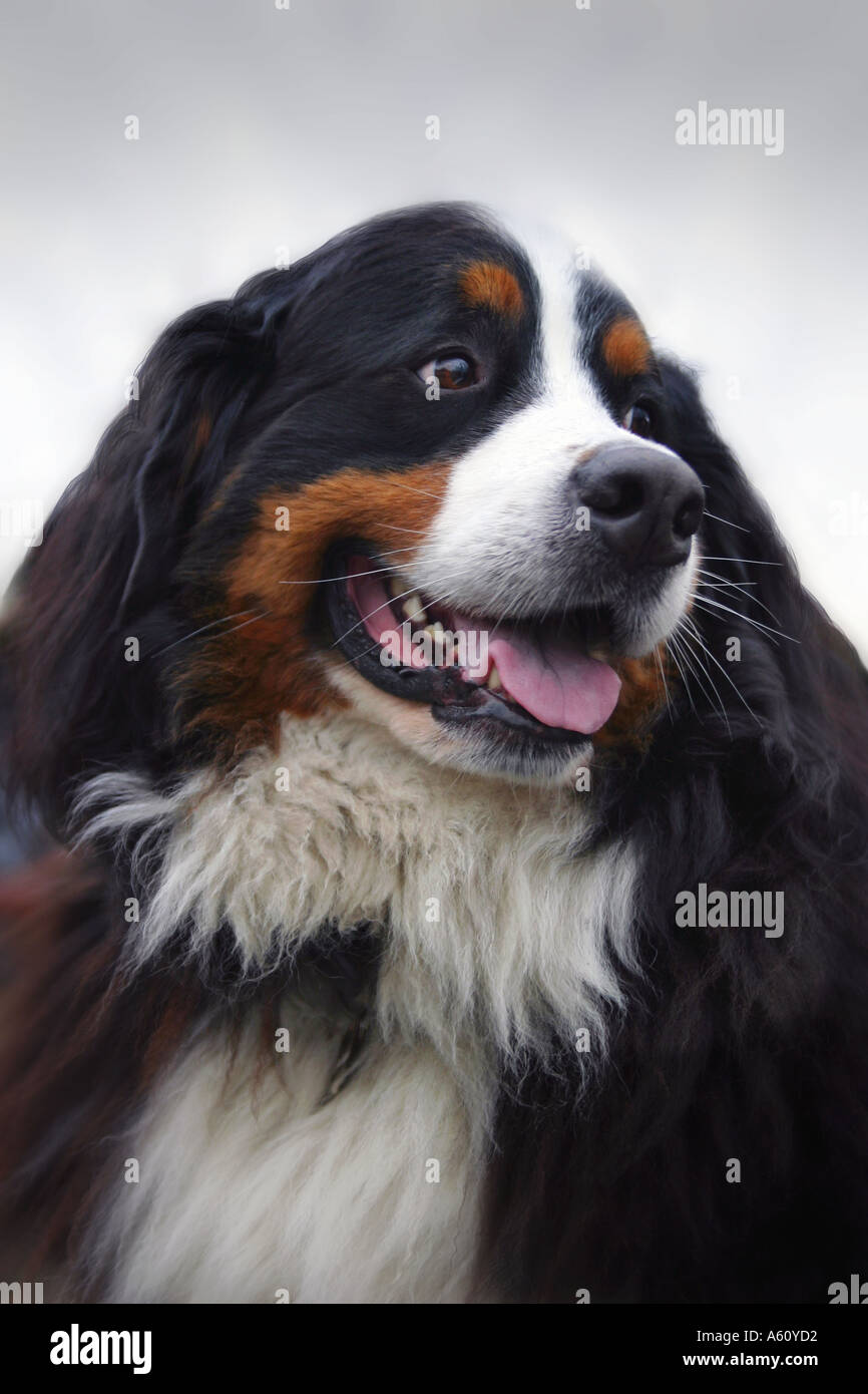 Dewitt bernese mountain dogs sales
